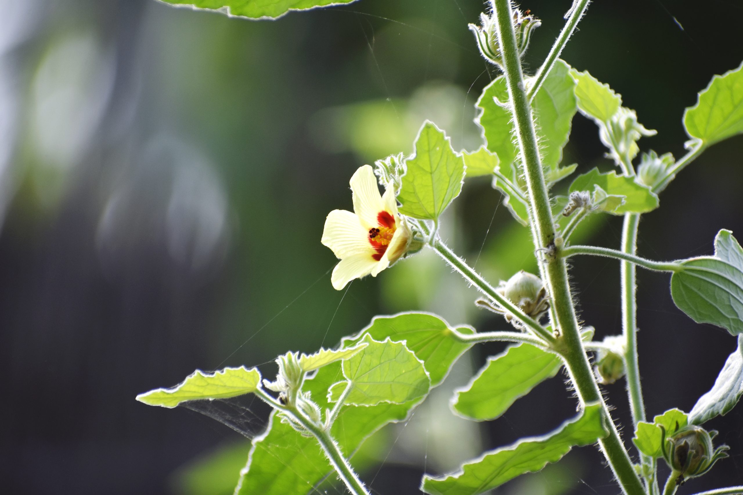 Flowering plant