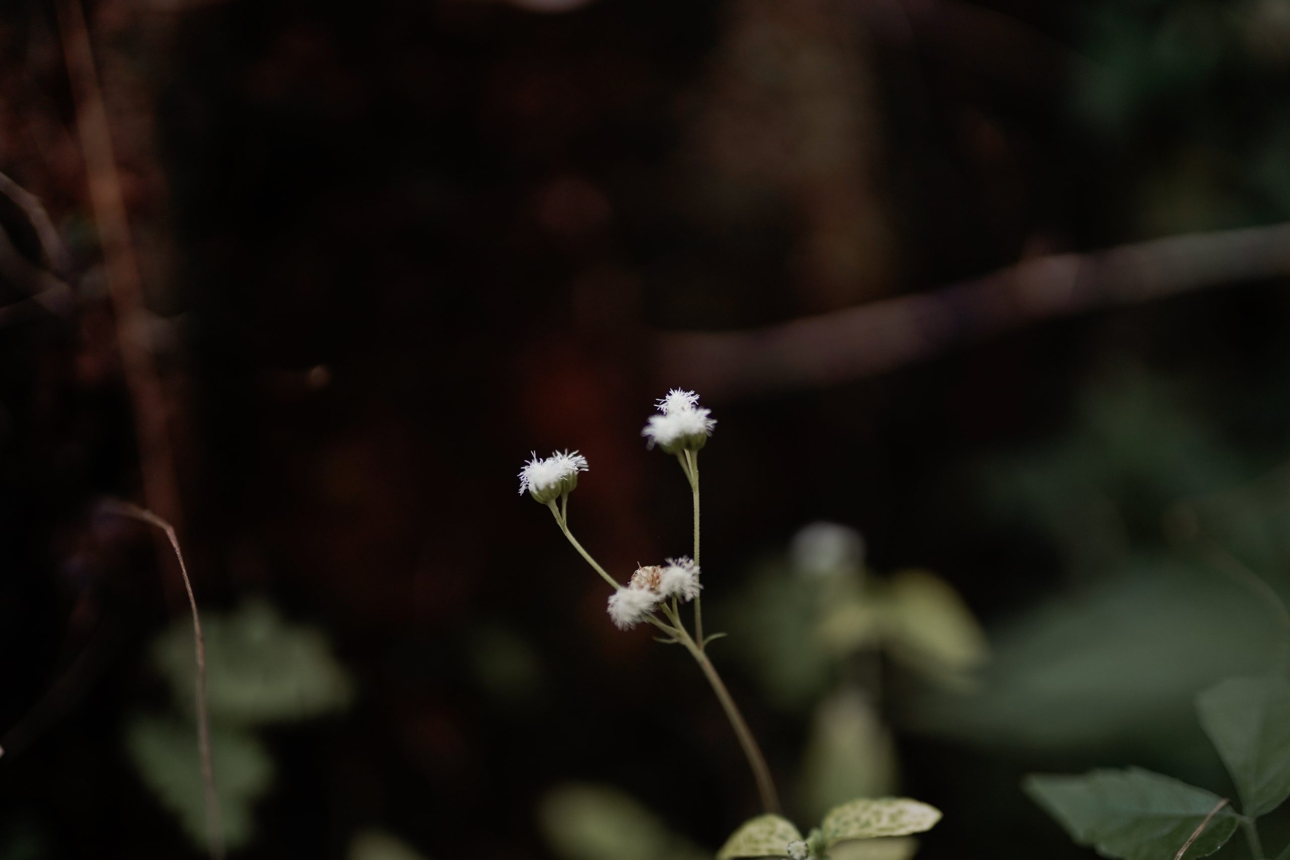 A flowering plant in jungle