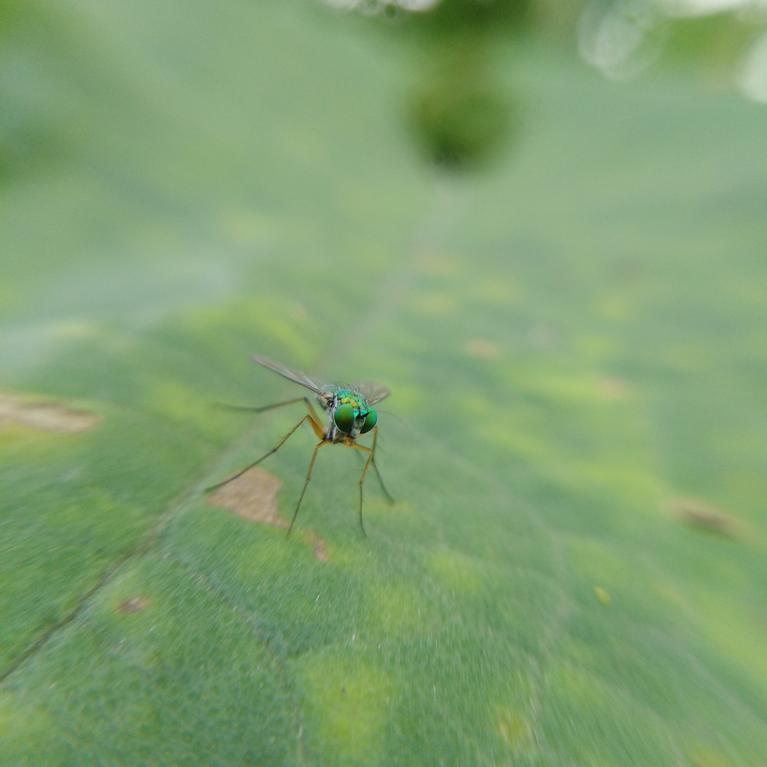 A fly on a leaf