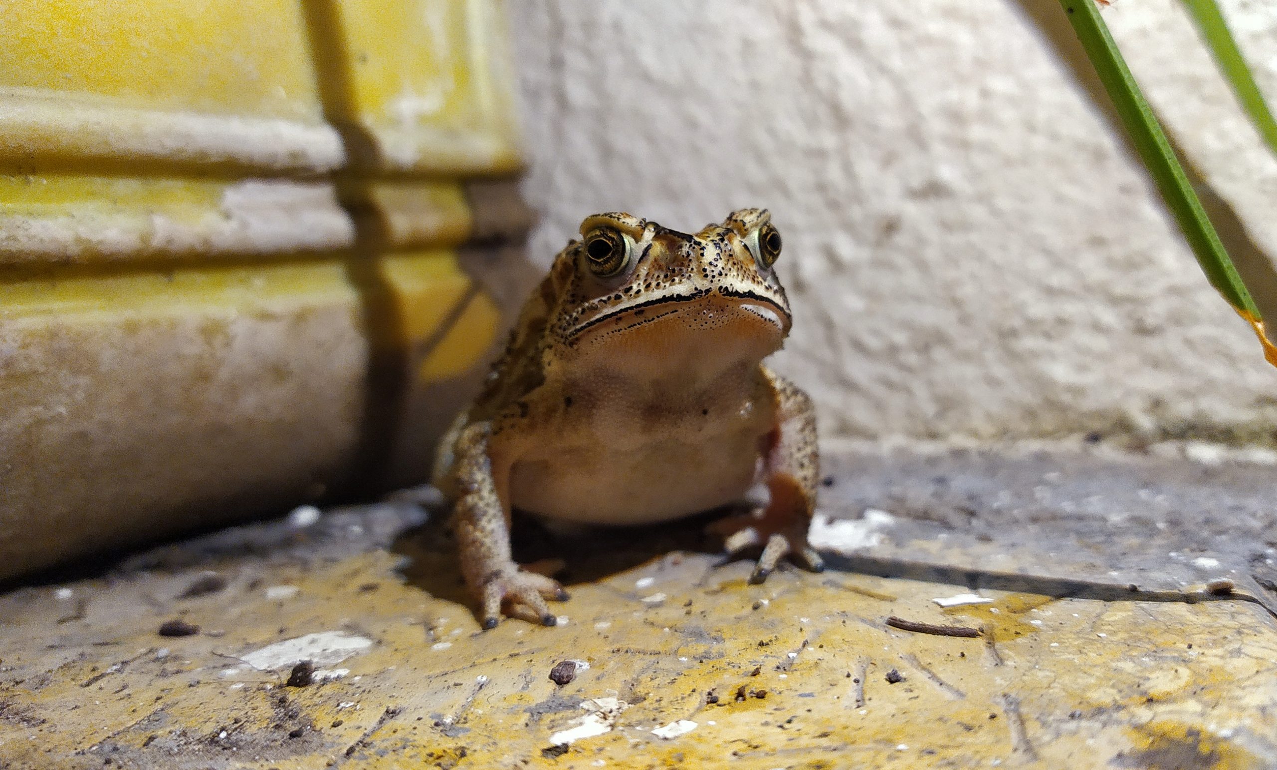 A frog in a corner