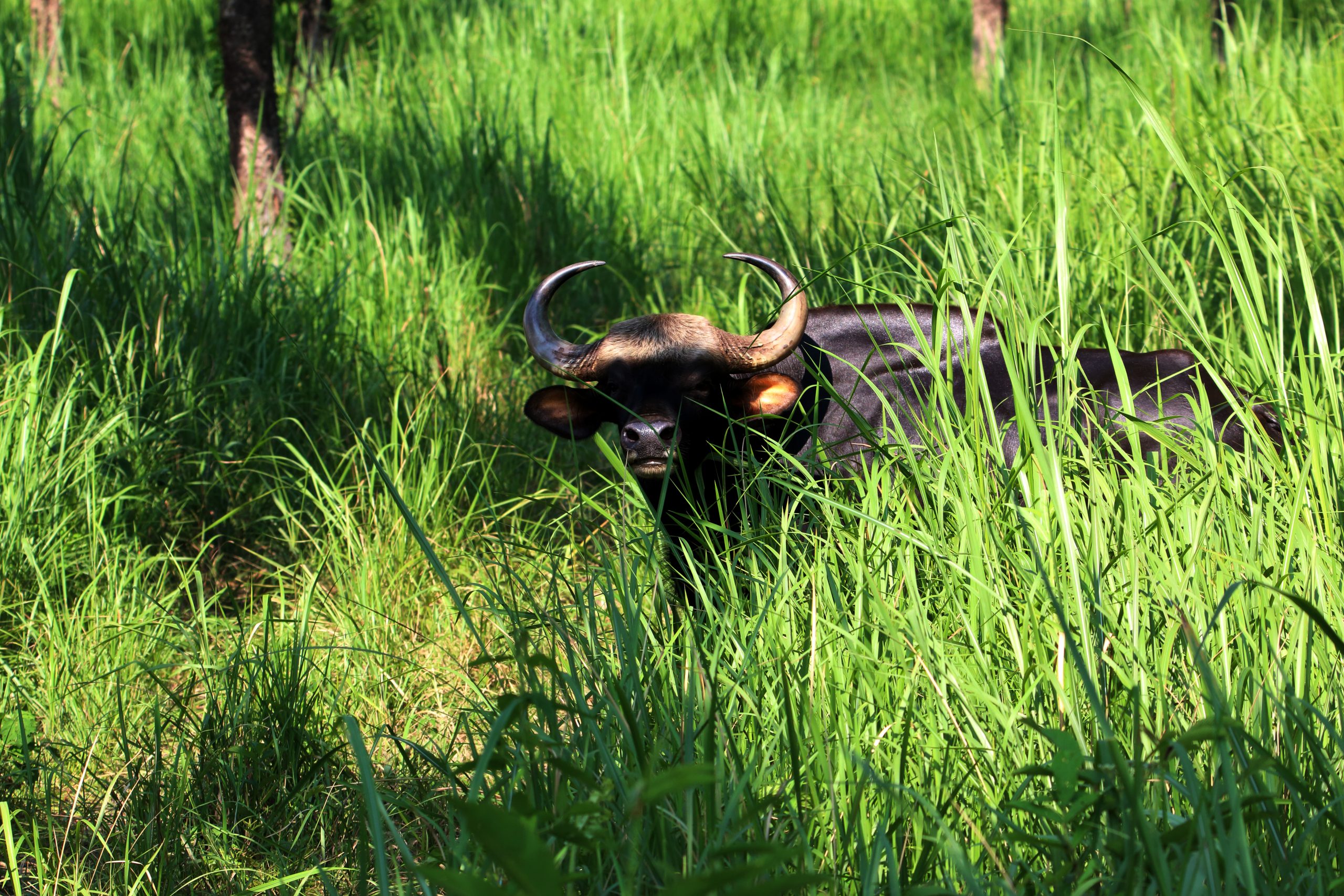A gaur beffelo