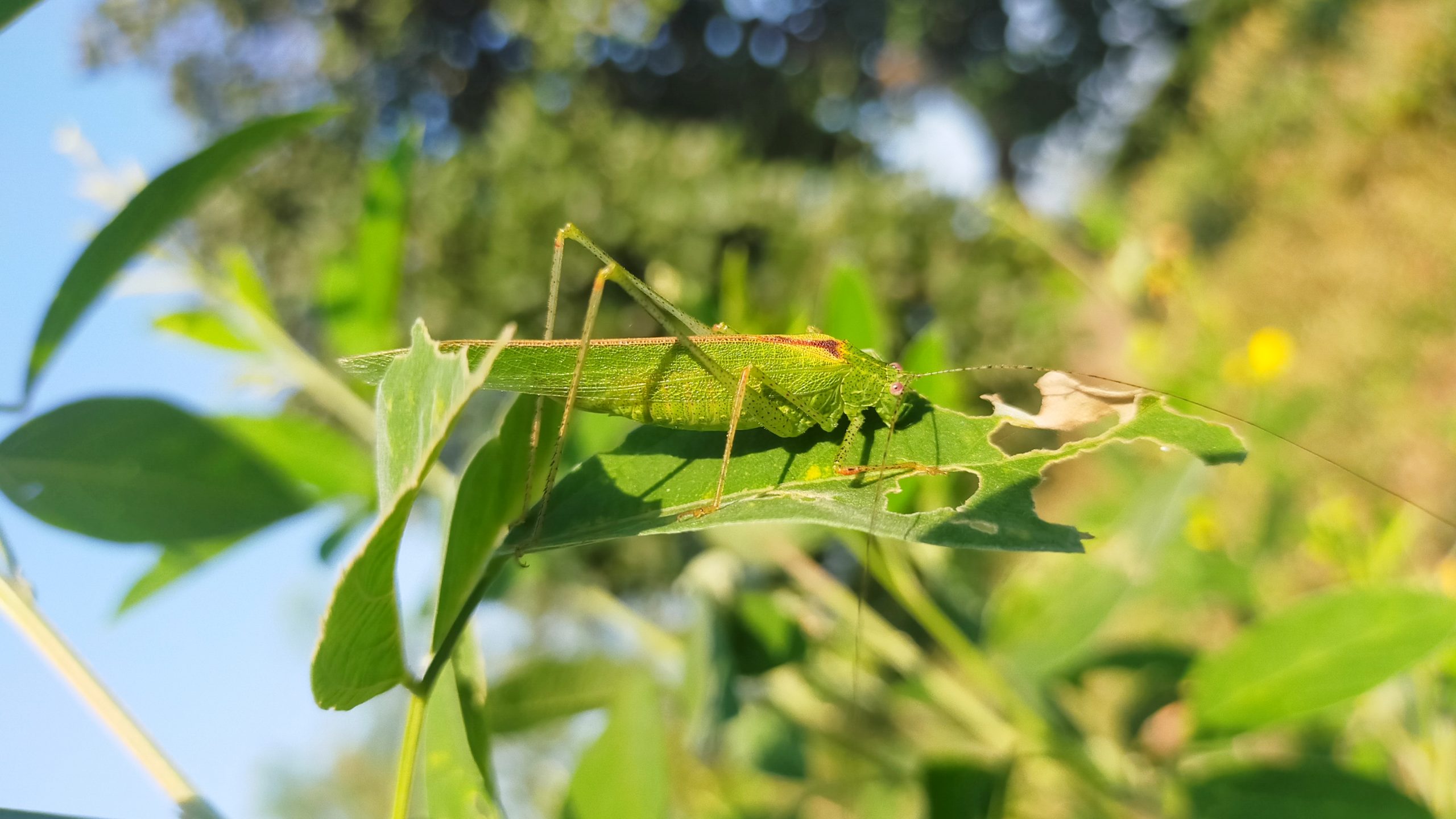 A grasshopper on a leaf