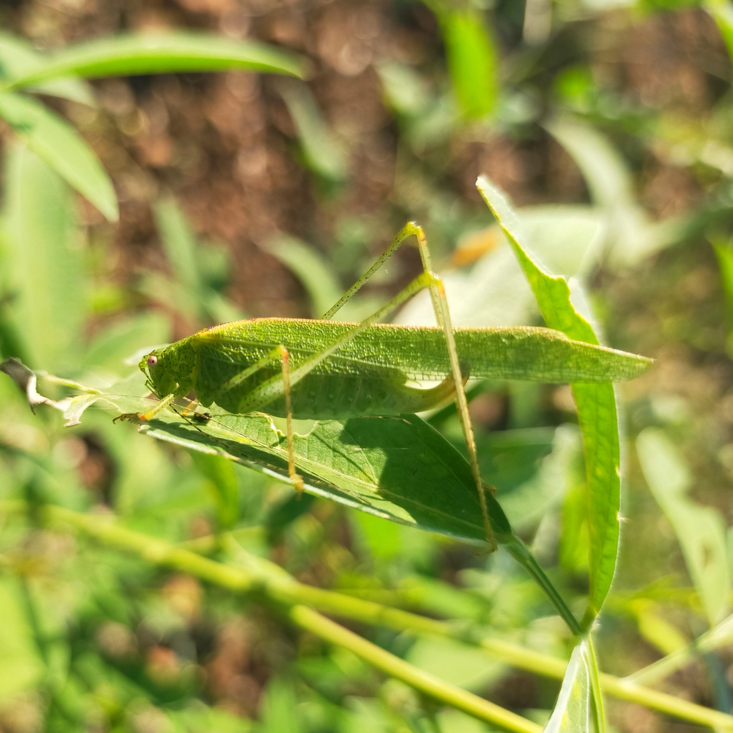 A grasshopper on a leaf