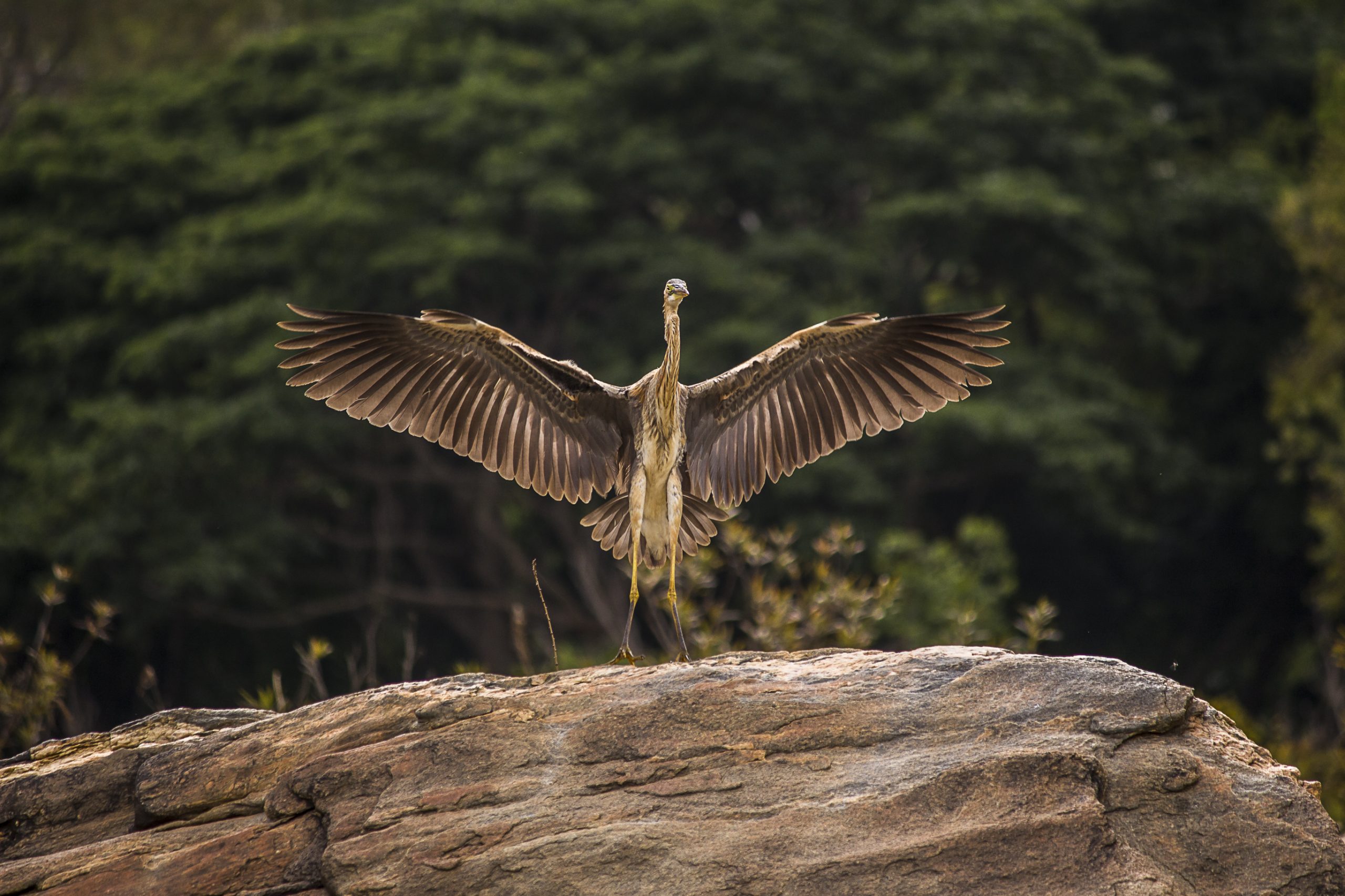A grey Heron on a rock
