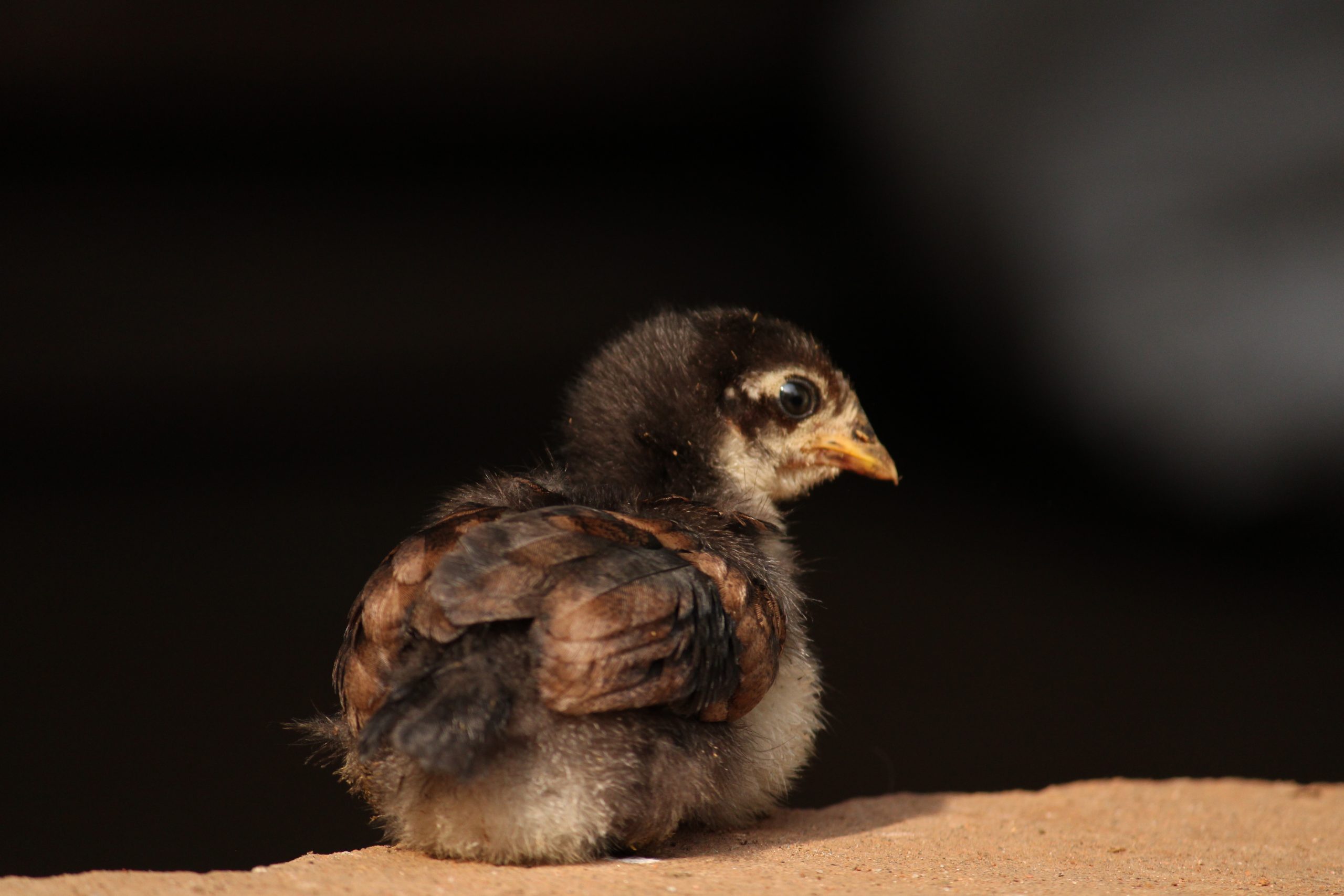 A hatchling