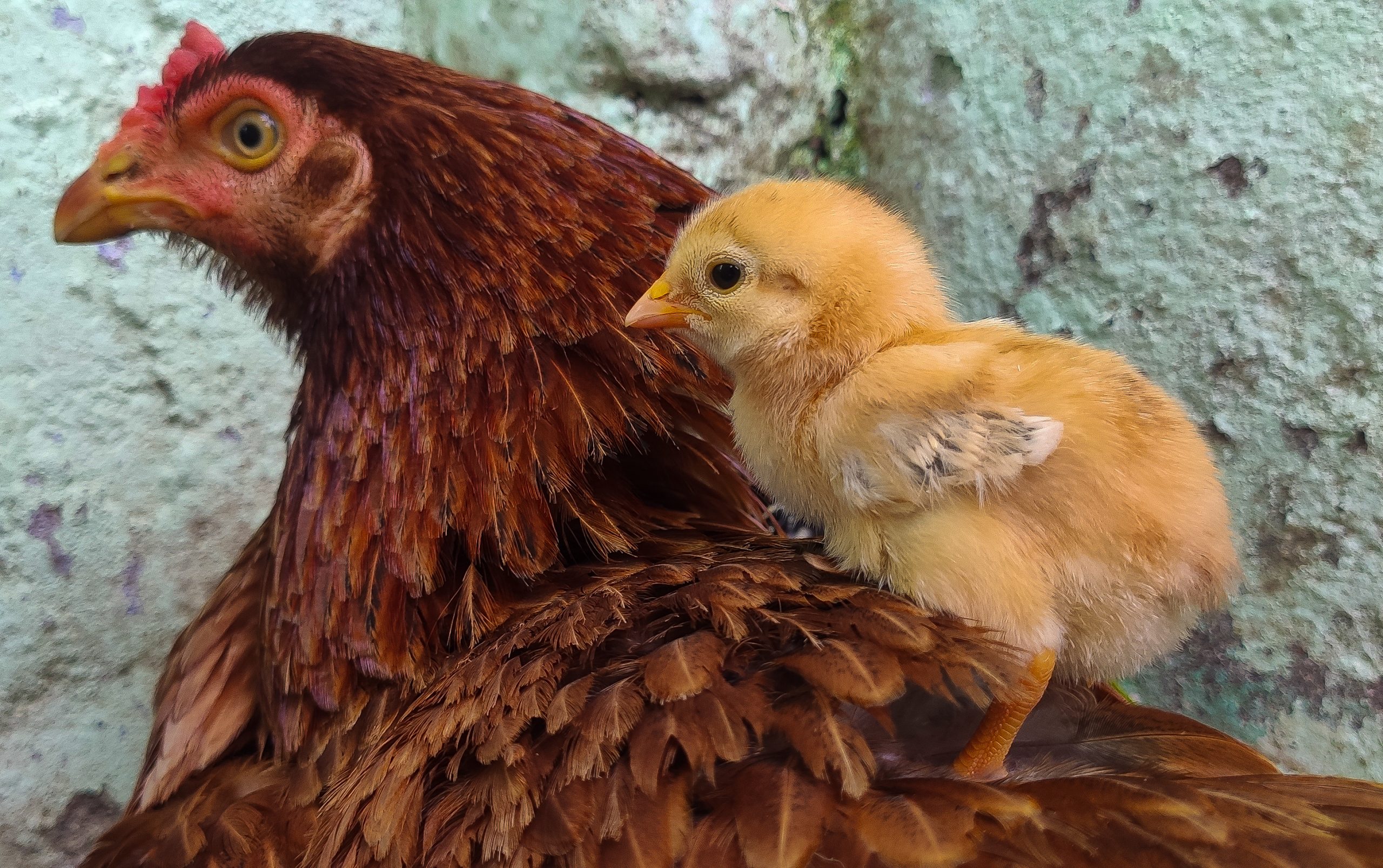 A hen with chick