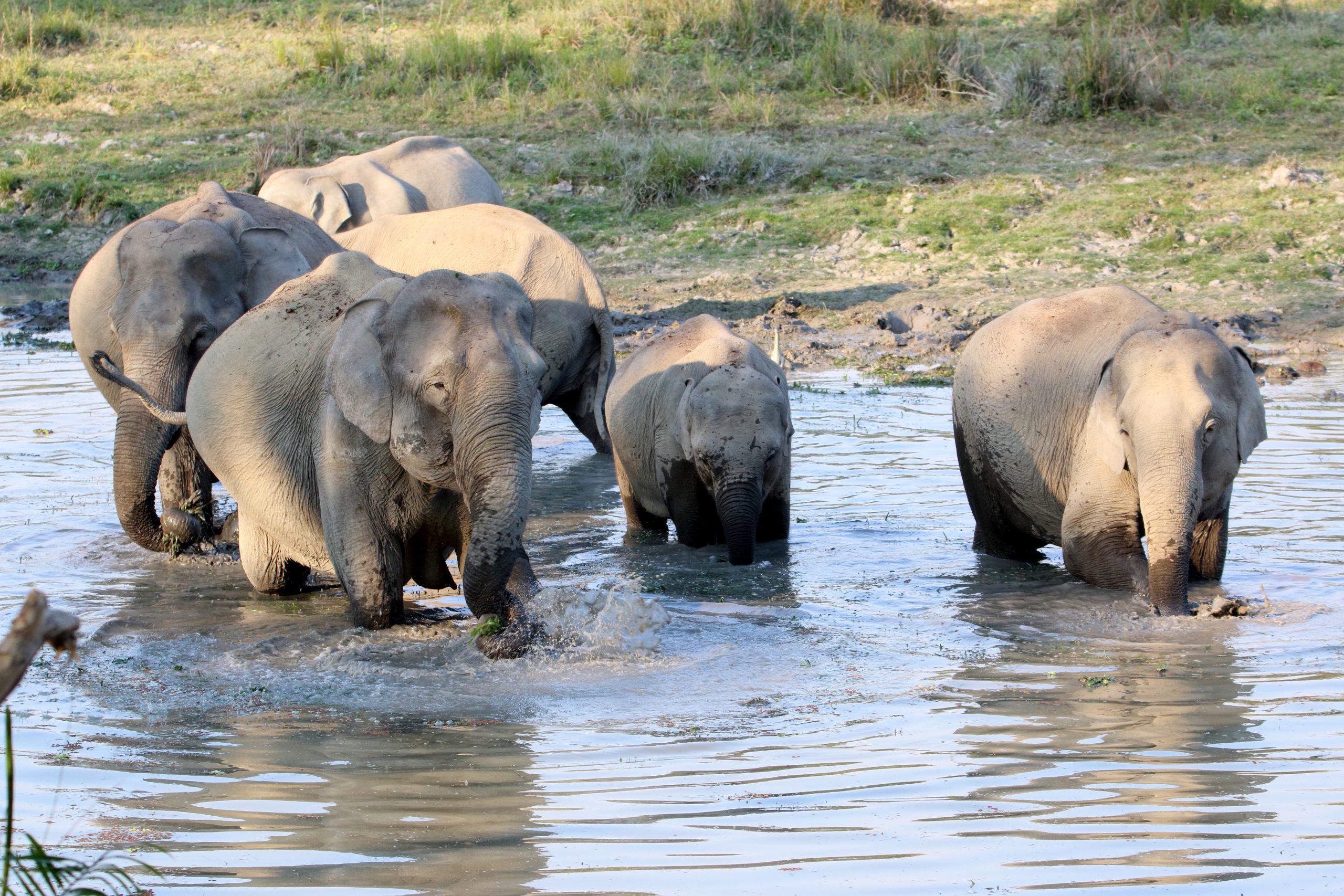 A herd of elephants in a river