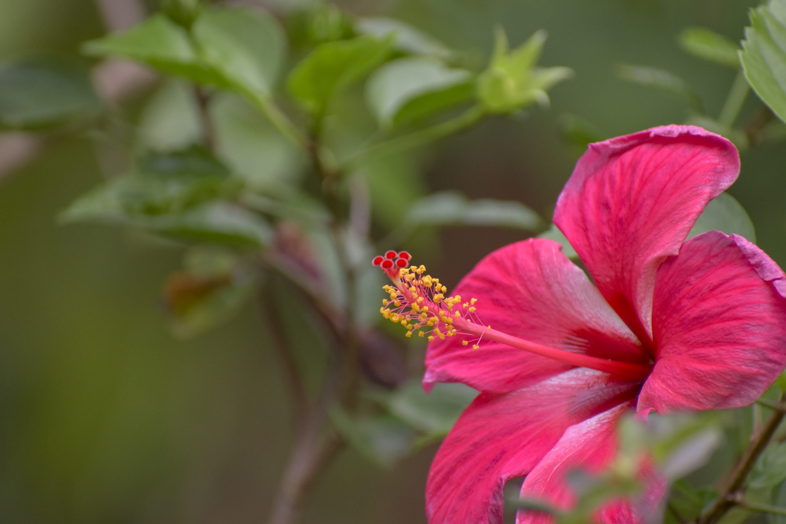 A hibiscus flower