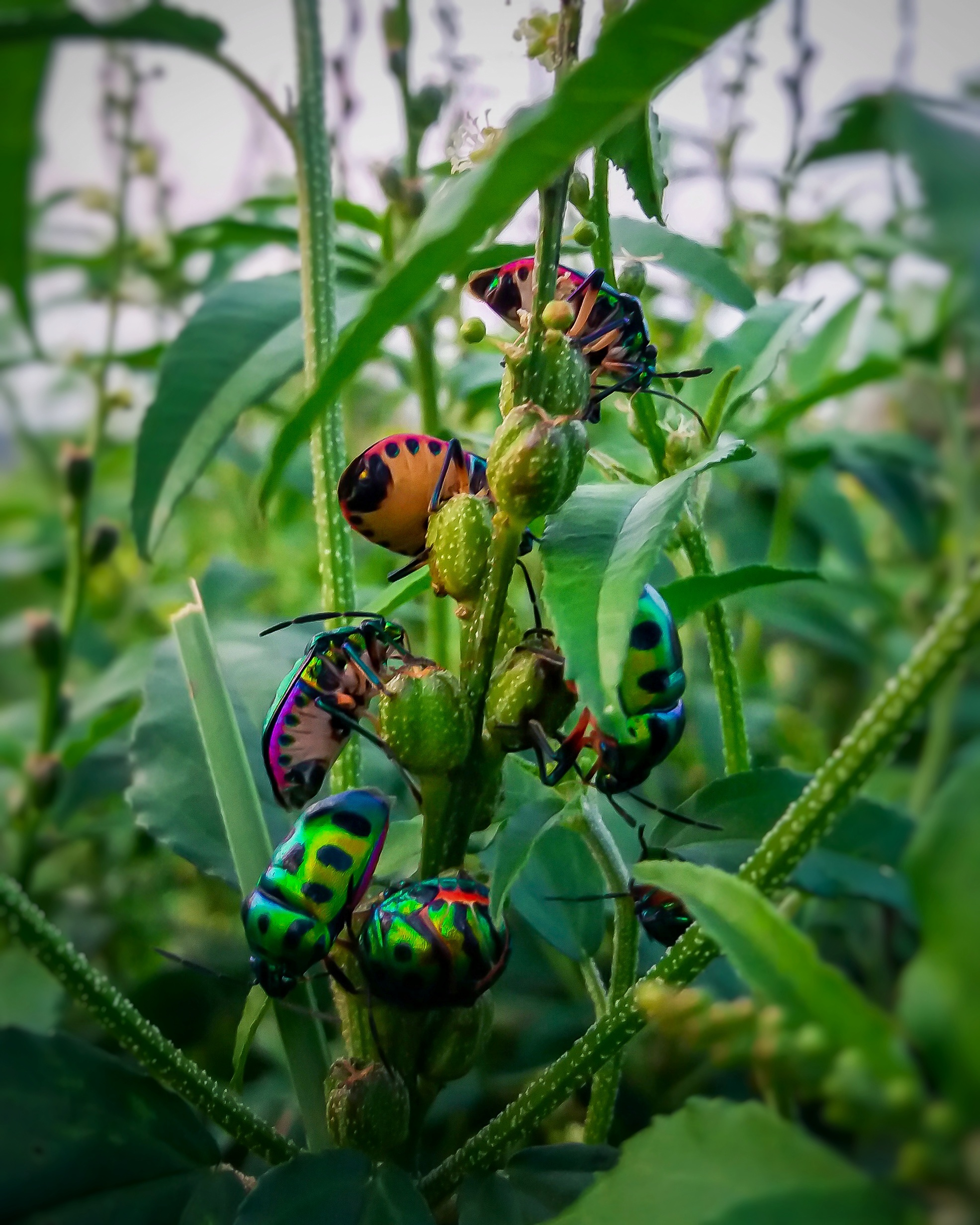 A horde of lady bugs on a plant