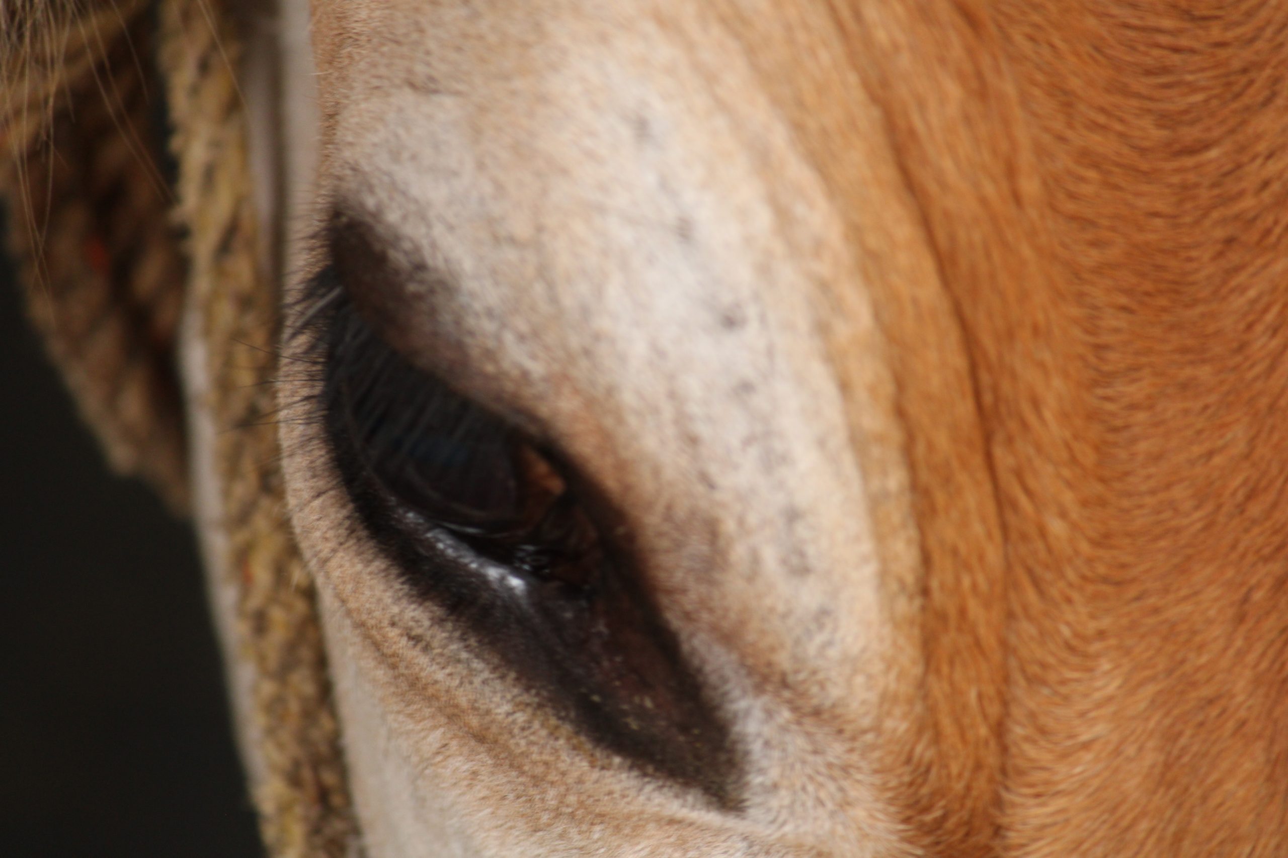 A horse in a farm