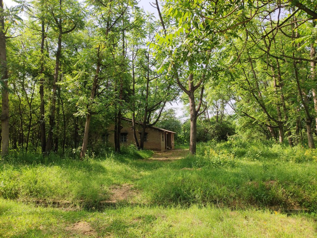 A House In Forest Pixahive