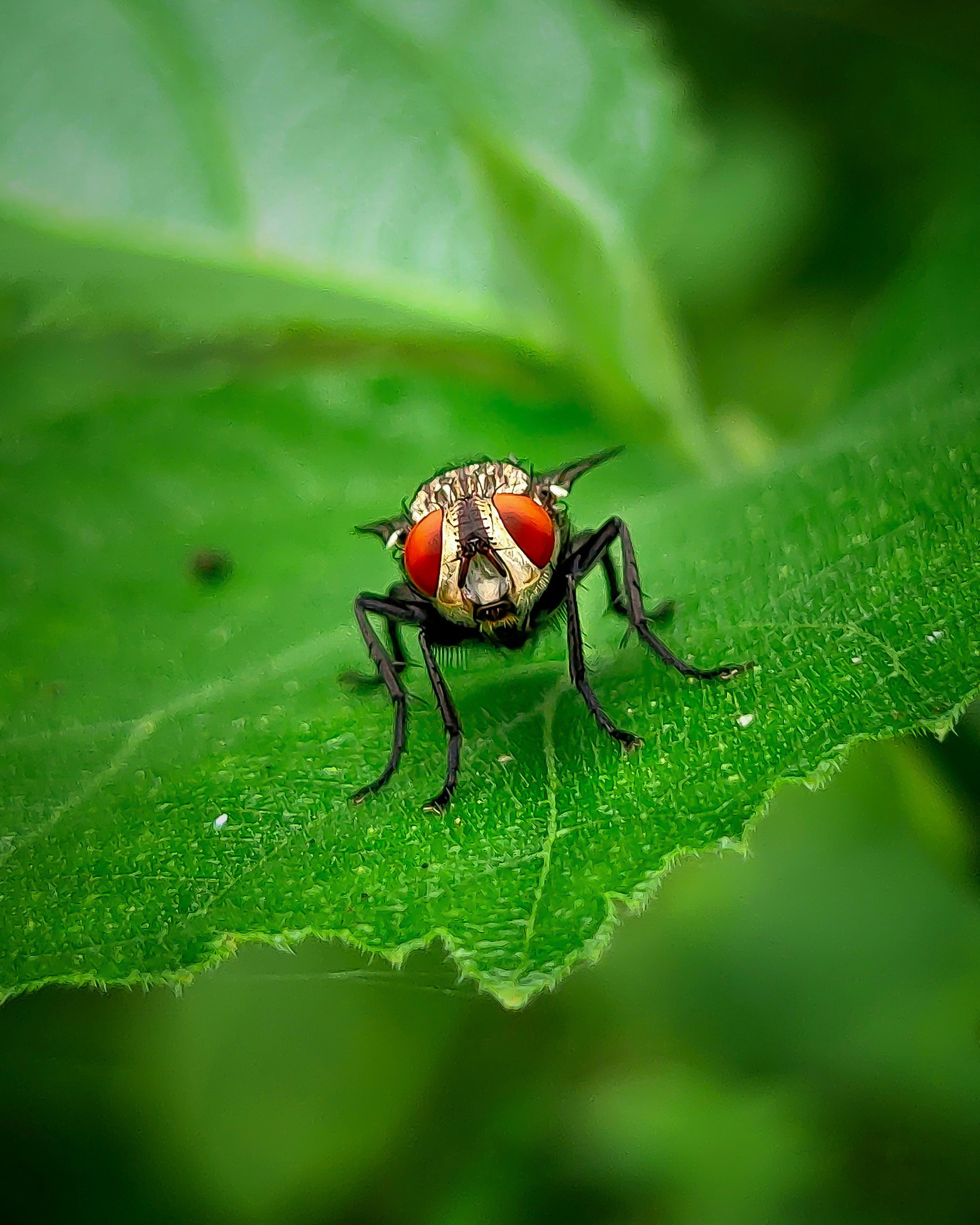 A housefly on a green leaf