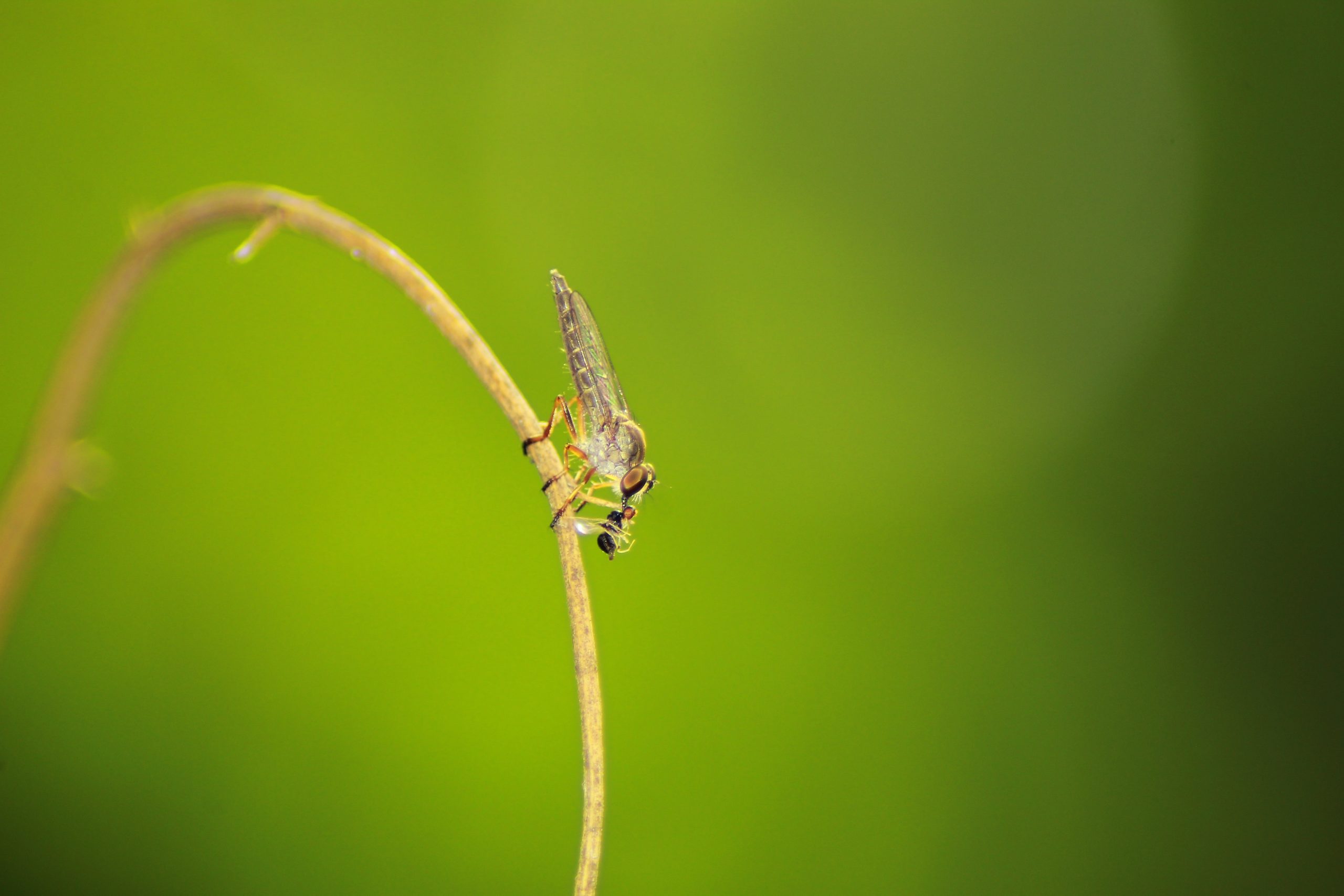 A hunter fly