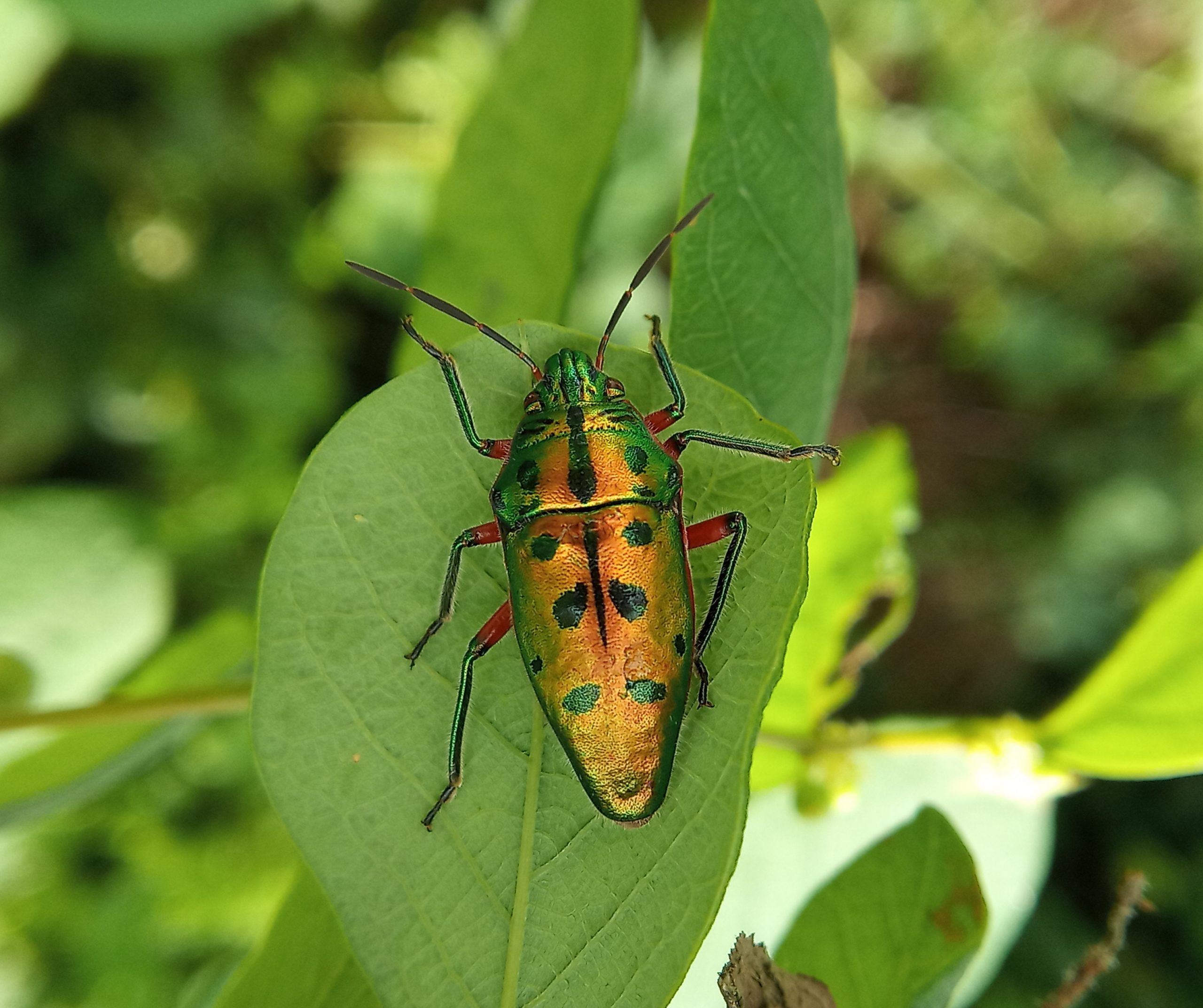 A jewel bug on a leaf