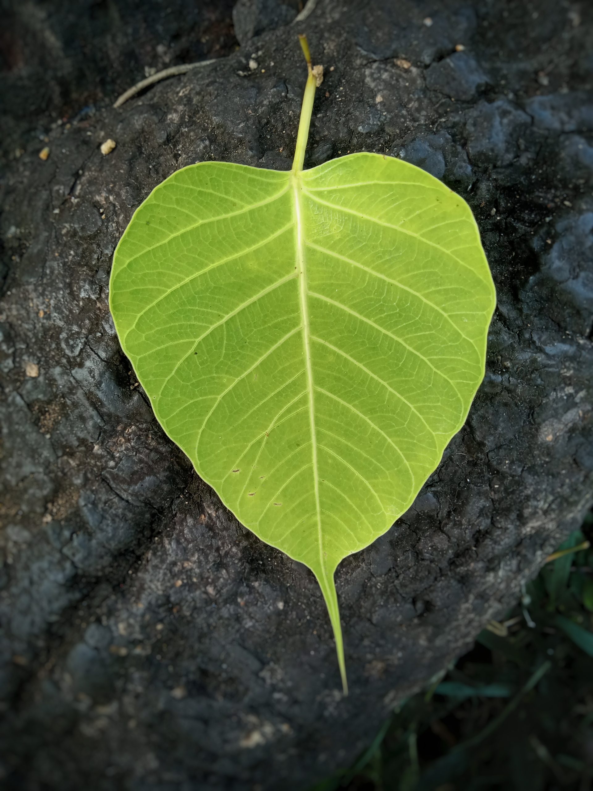 A leaf of sacred fig
