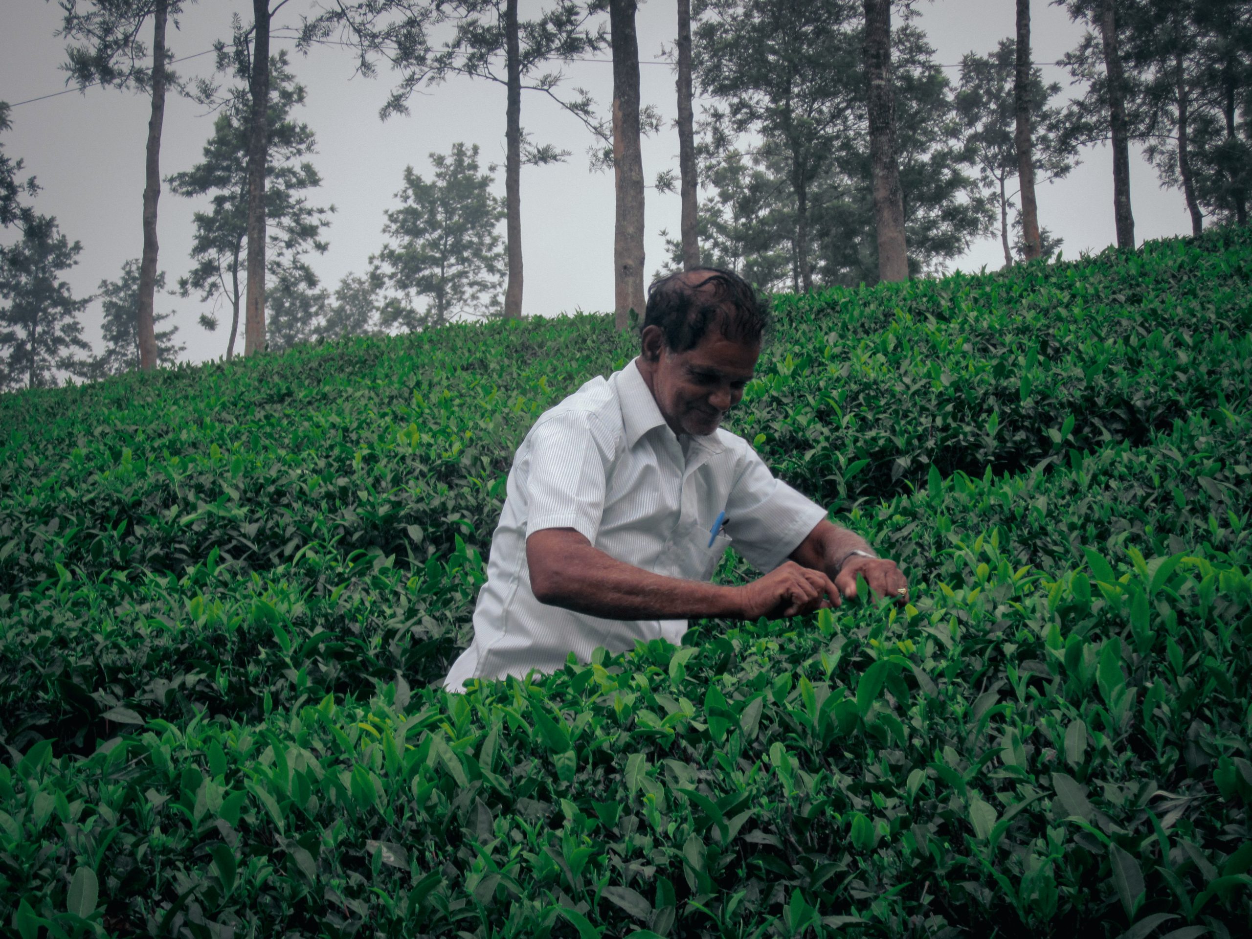 A man in tea garden