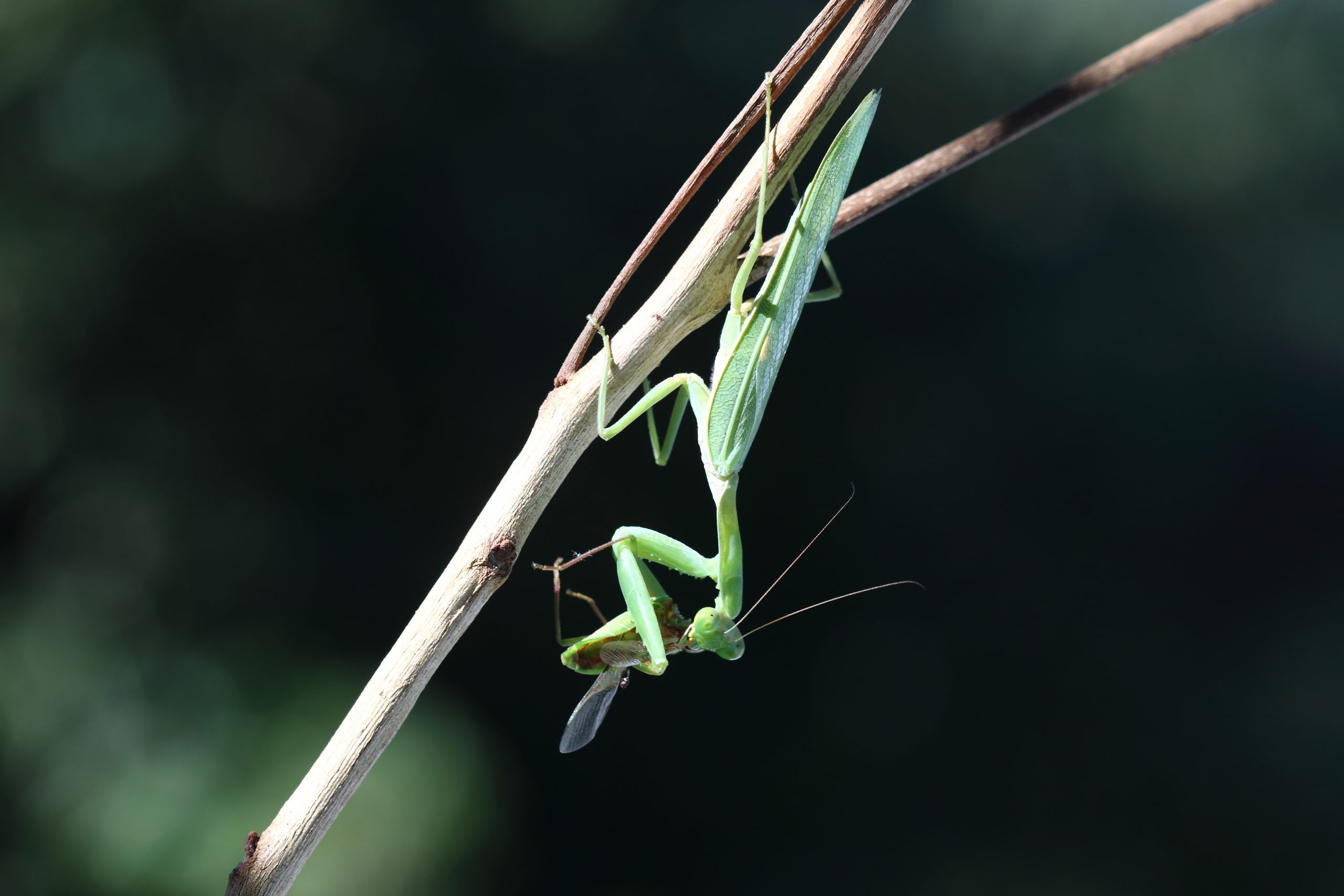 A mantis on a straw