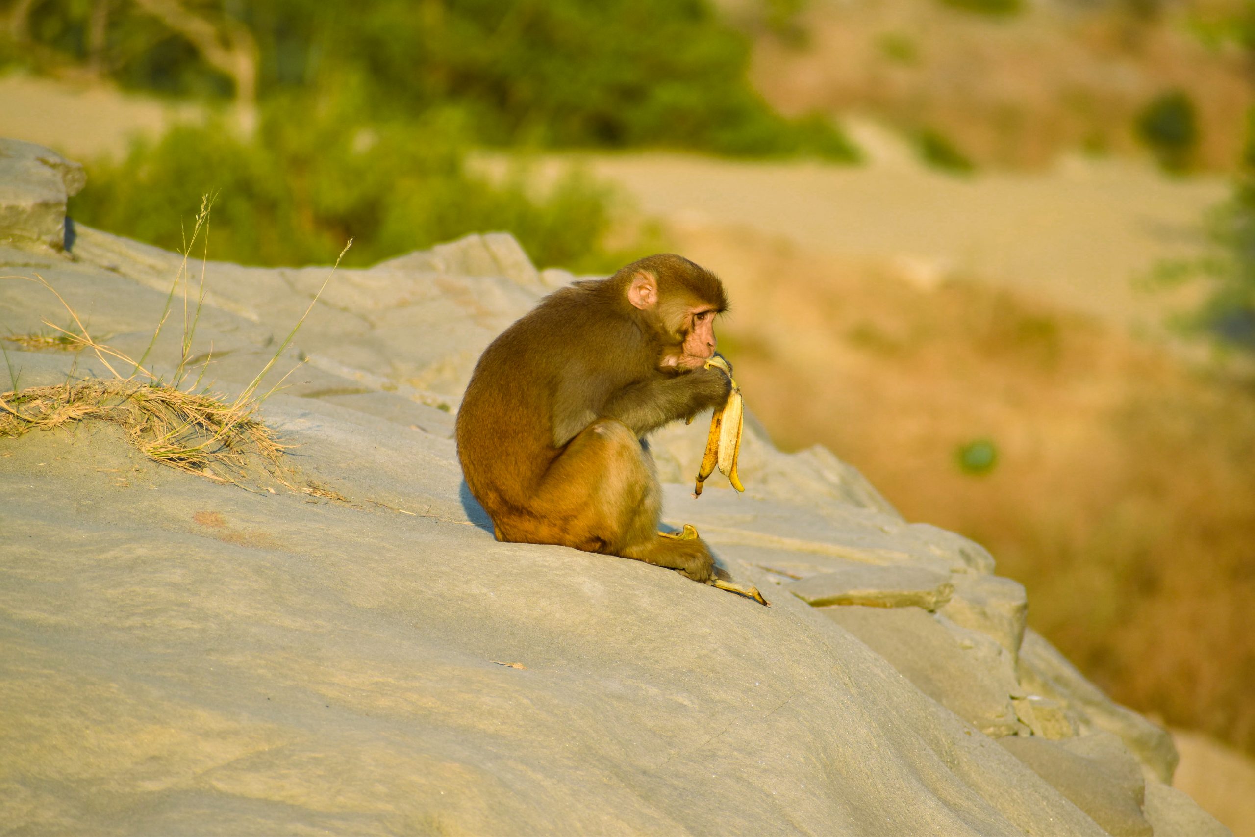 Monkey eating banana