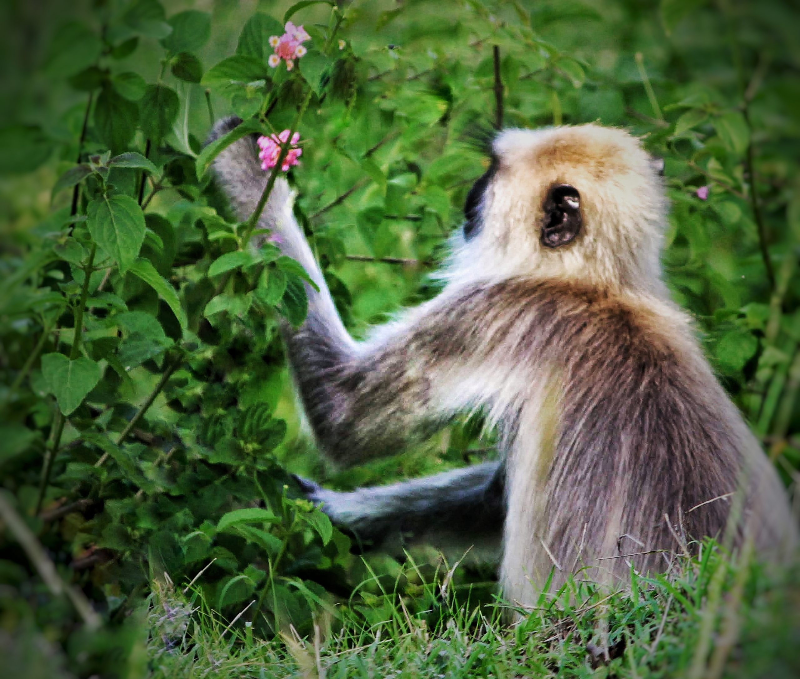 A monkey eating flower seeds