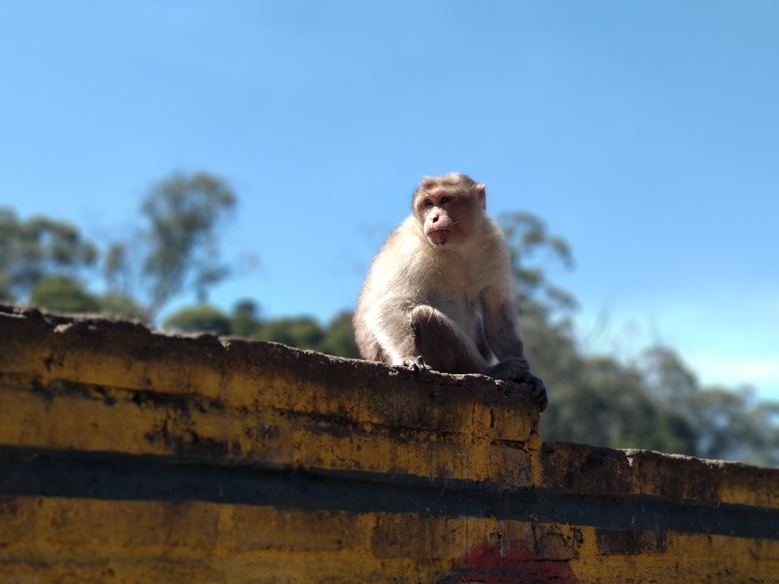 A monkey on rooftop