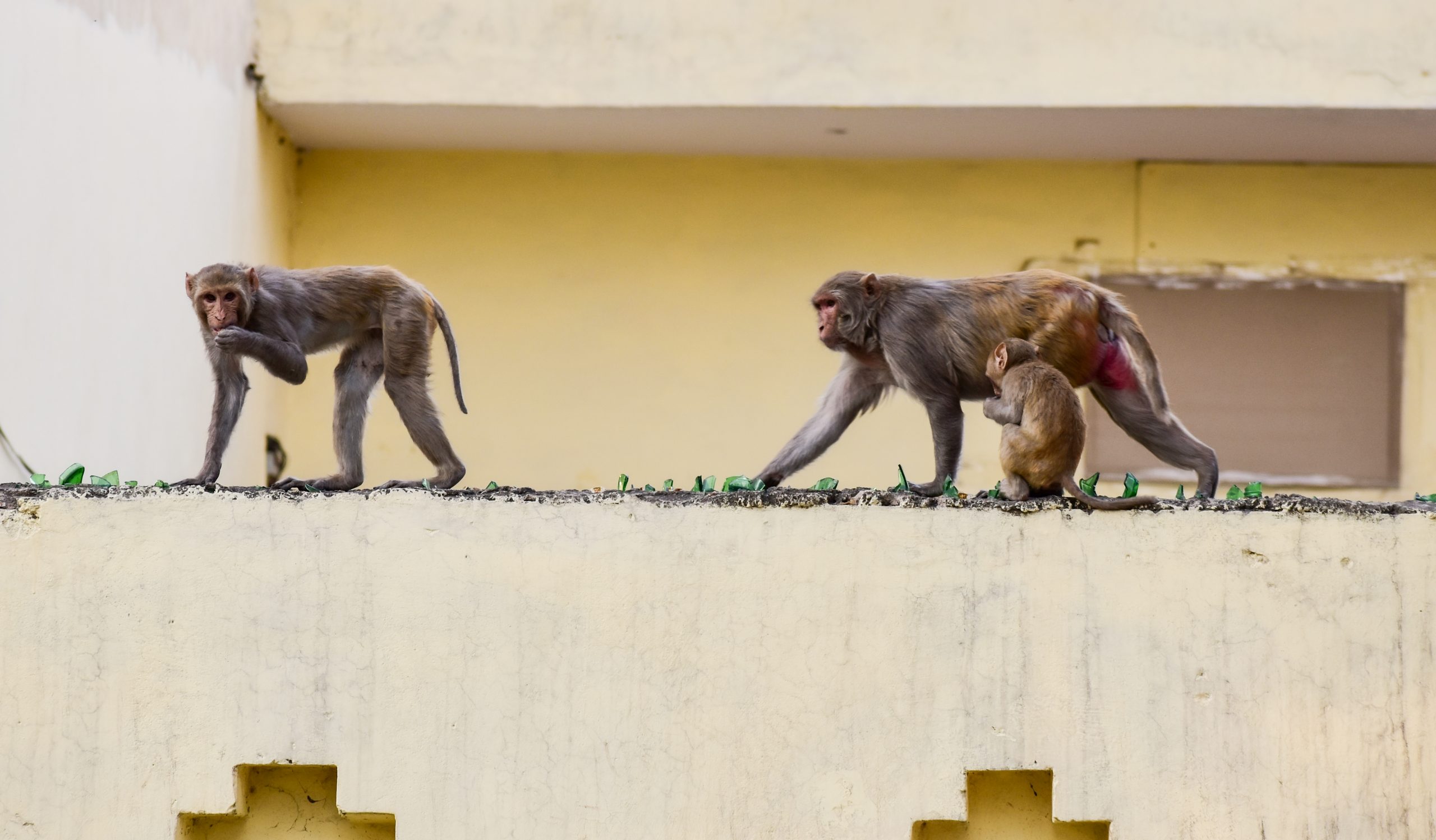 three monkeys sitting on the wall