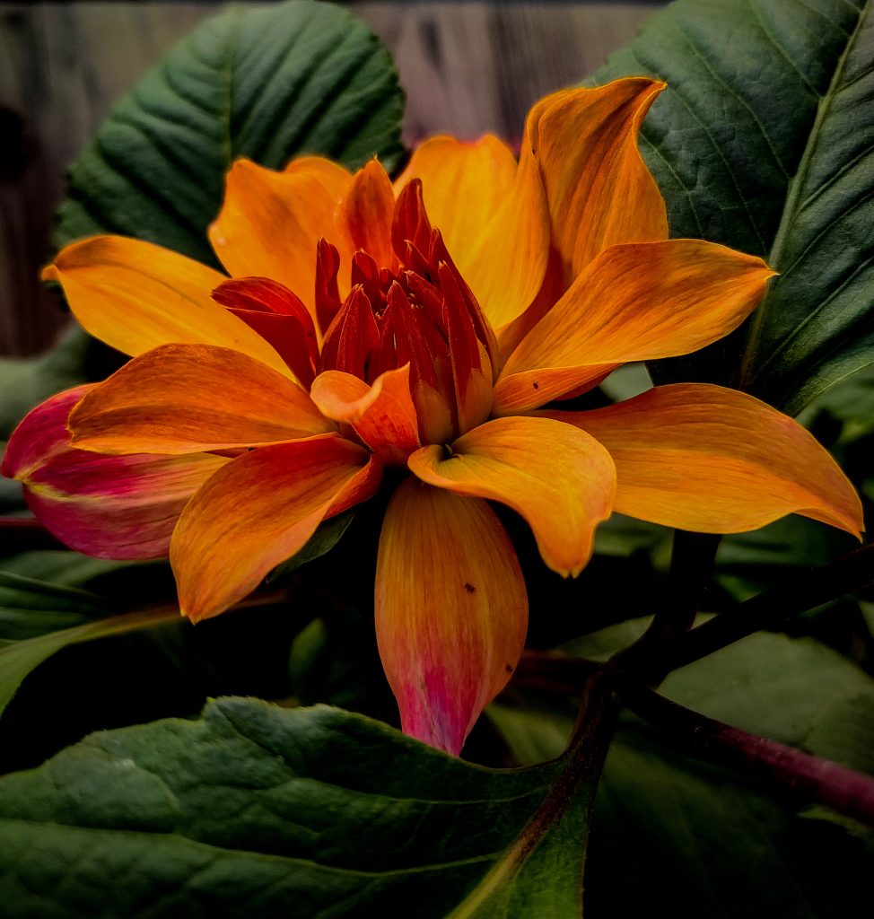 A monocot flower PixaHive