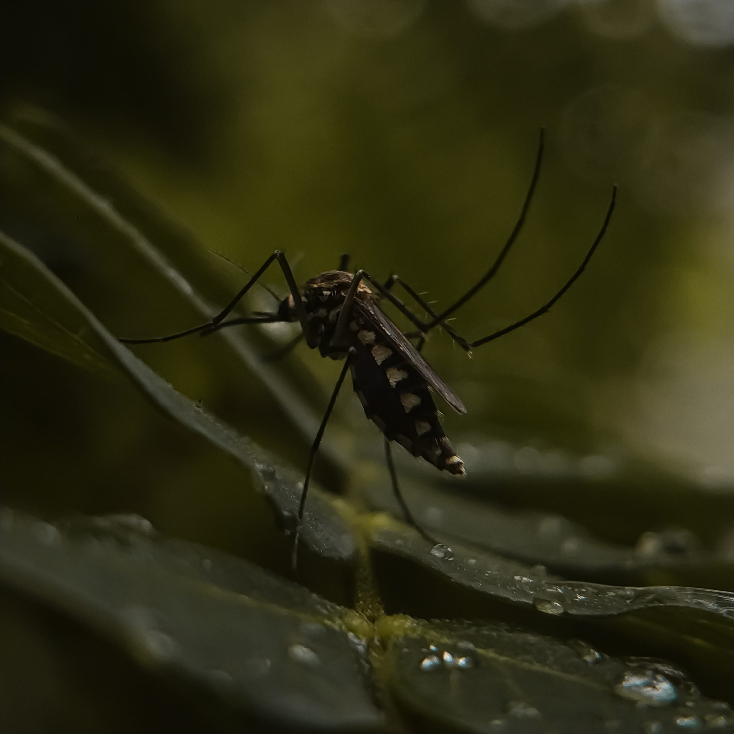 A mosquito on a leaf