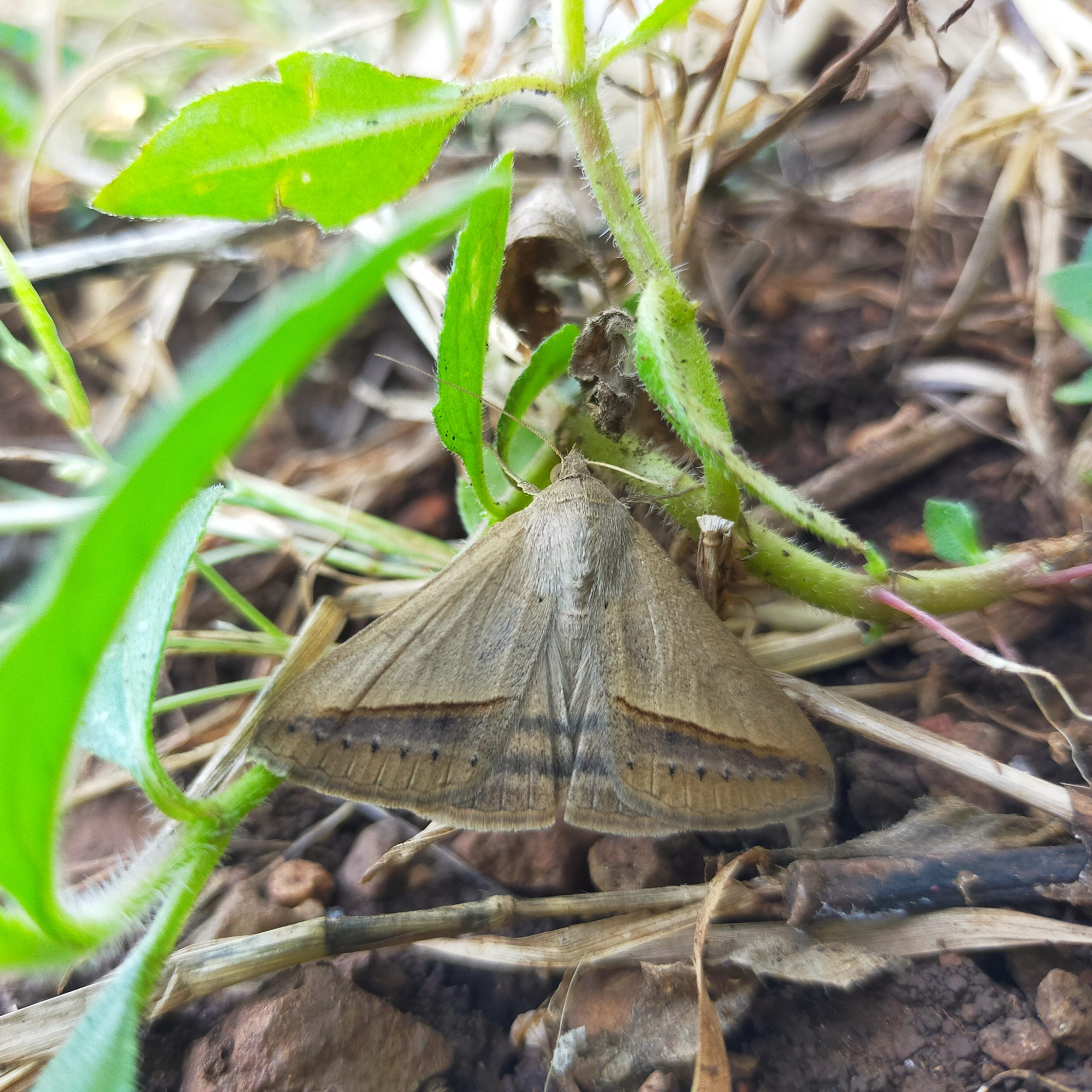 A moth on a plant