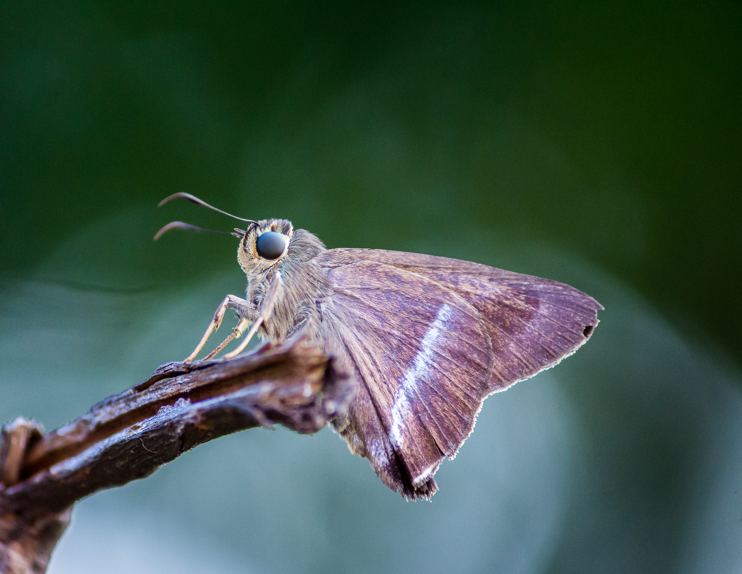 A moth on a twig
