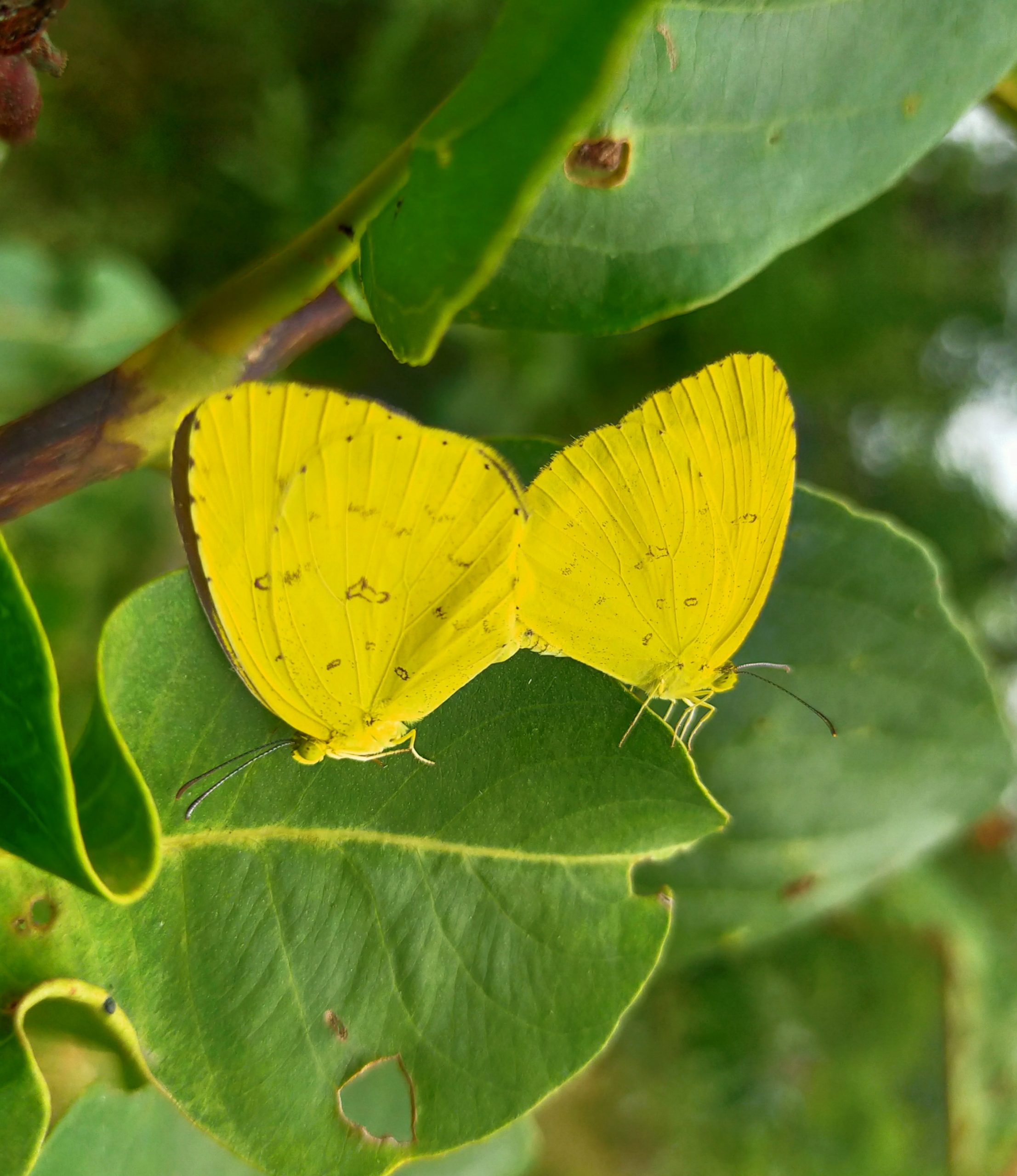 A pair of butterflies on a leaf - PixaHive