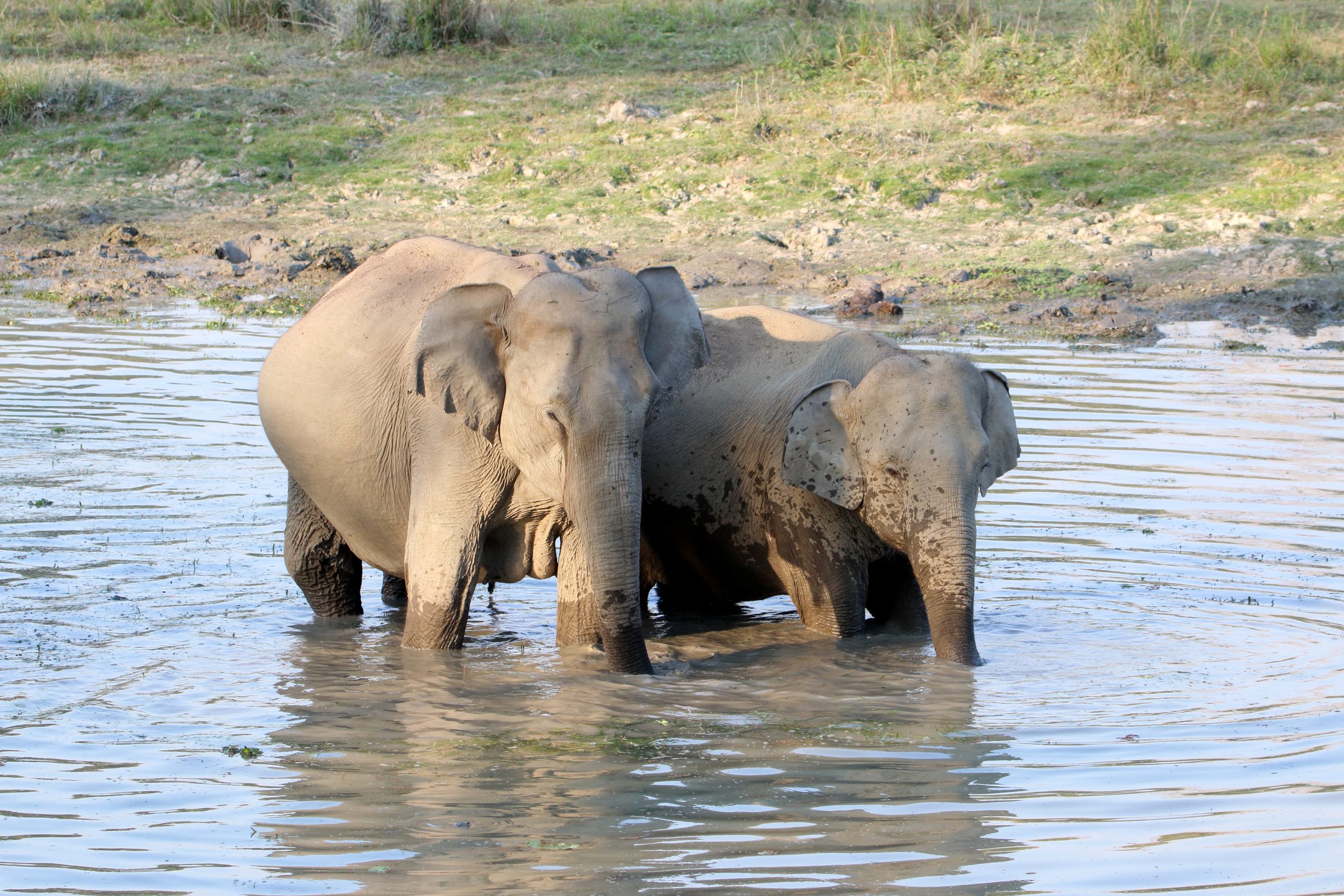 A pair of elephants in river