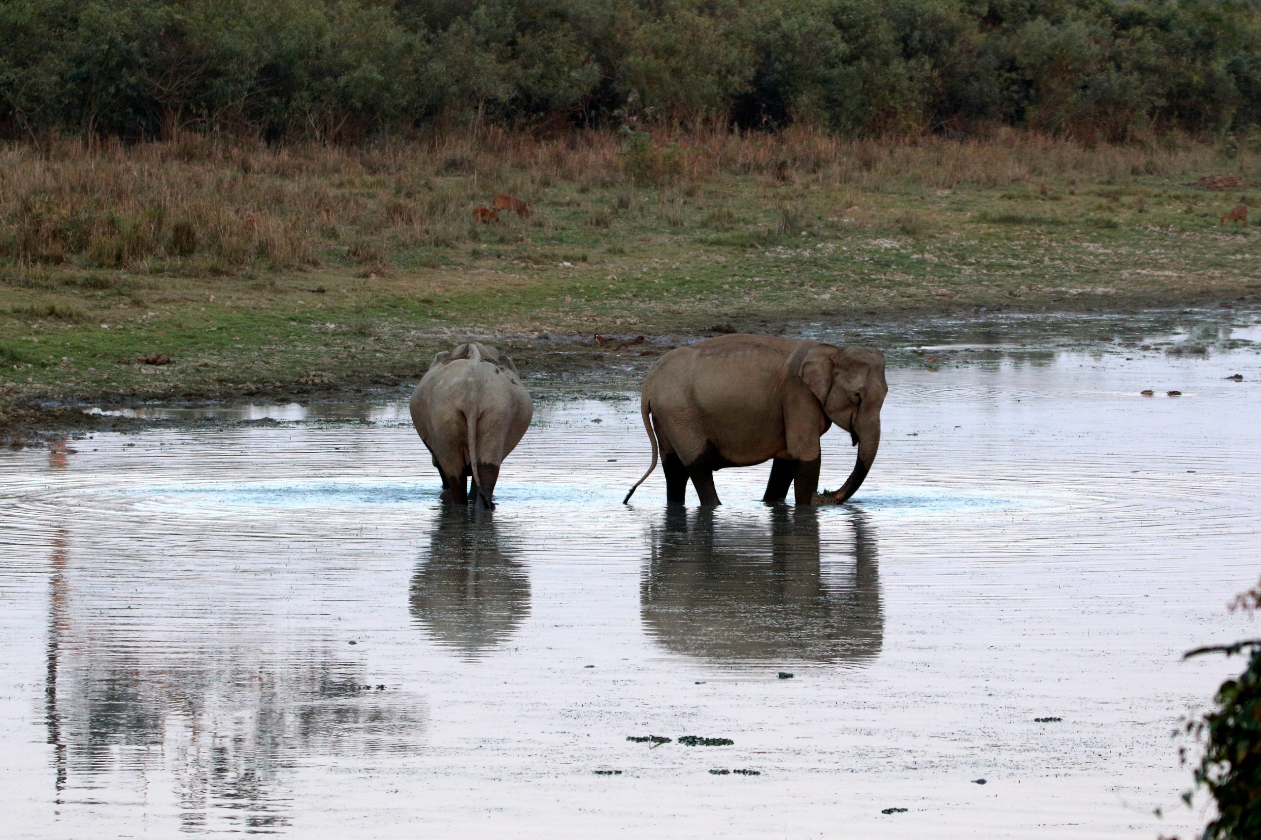 A pair of elephants in water