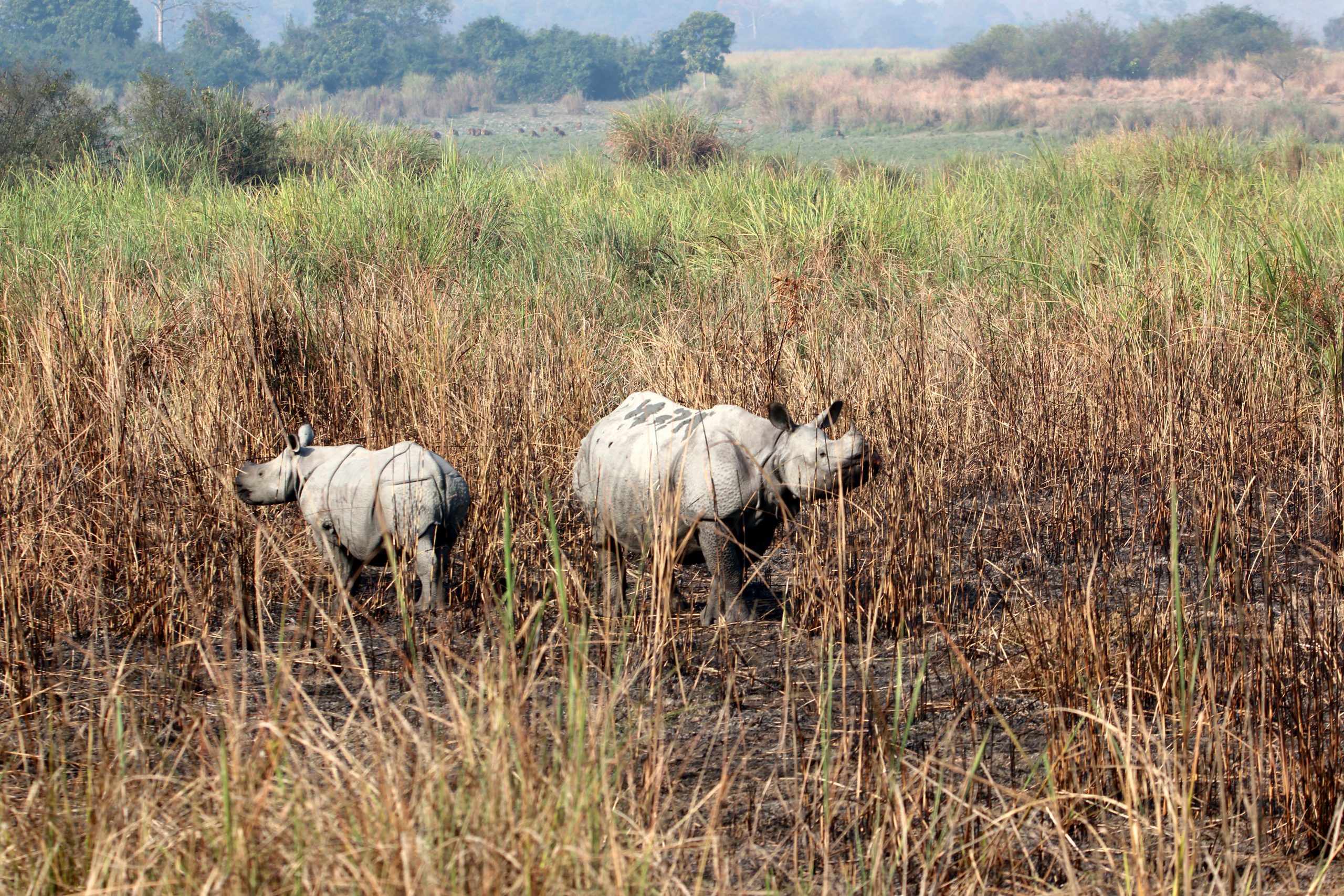 A pair of rhino in grassland