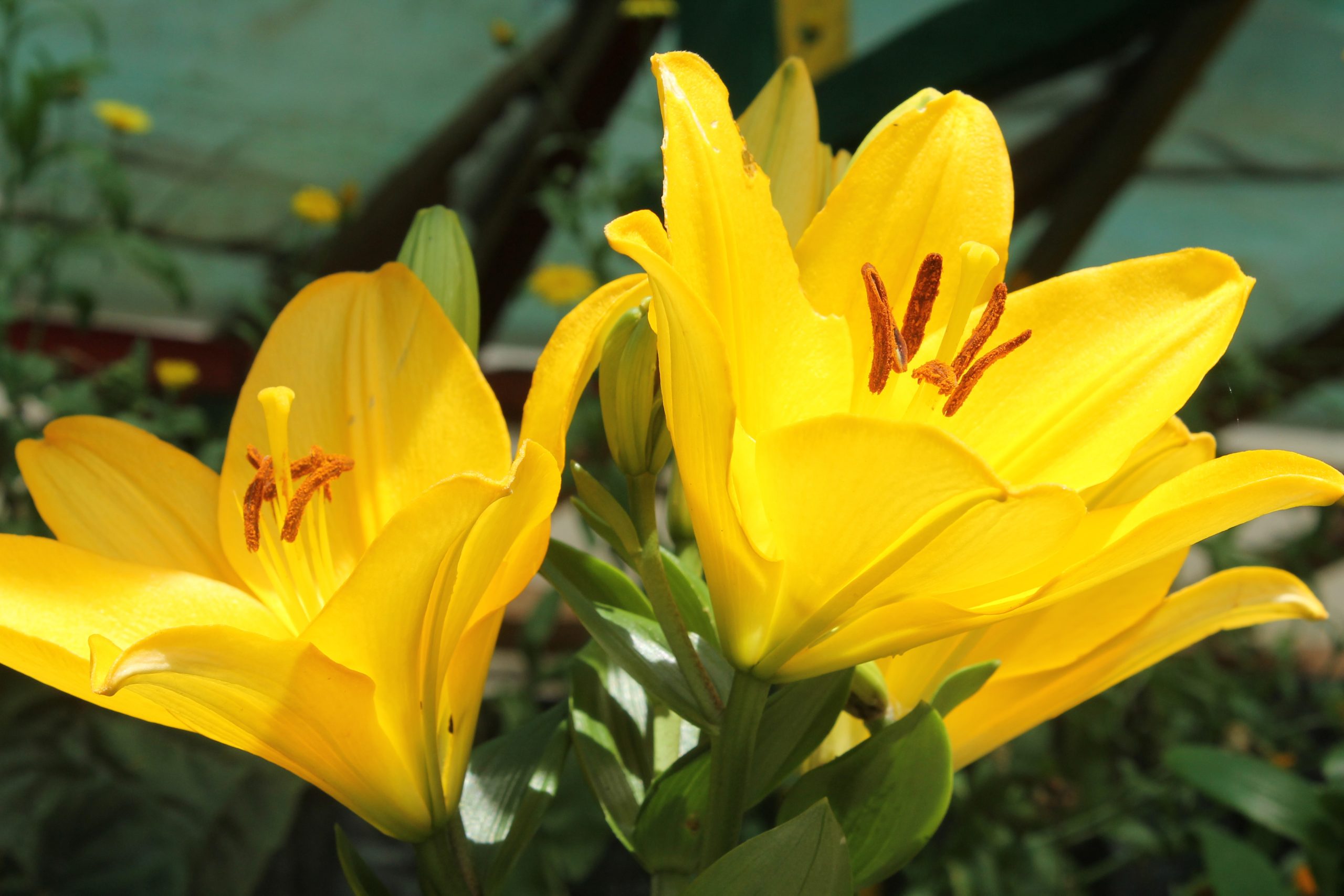 A pair of yellow flowers