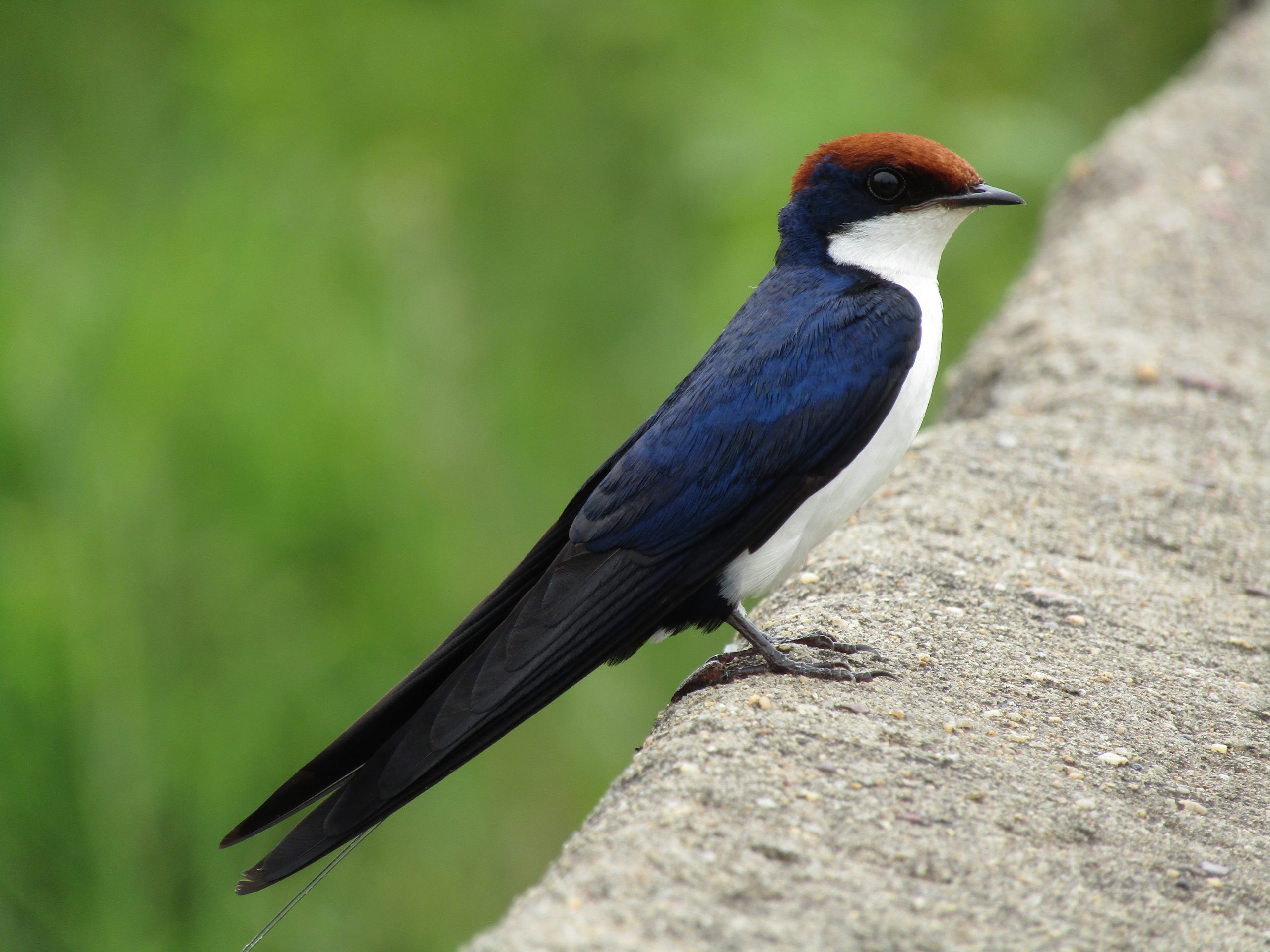 A perching bird