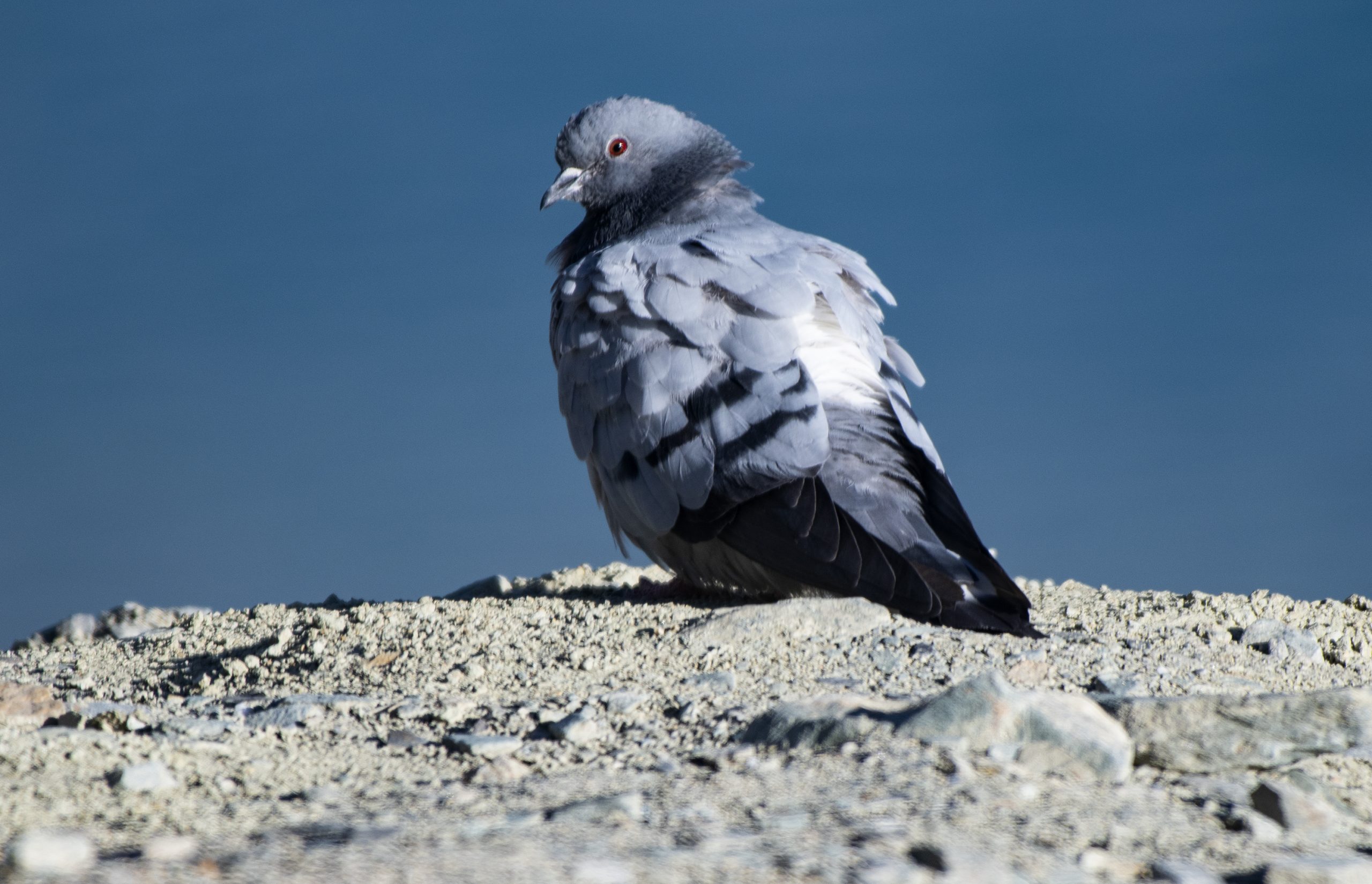 A pigeon on a dry land