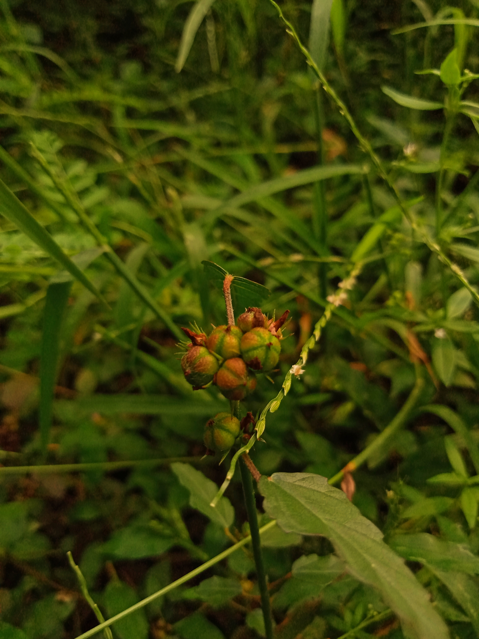 A plant in a jungle