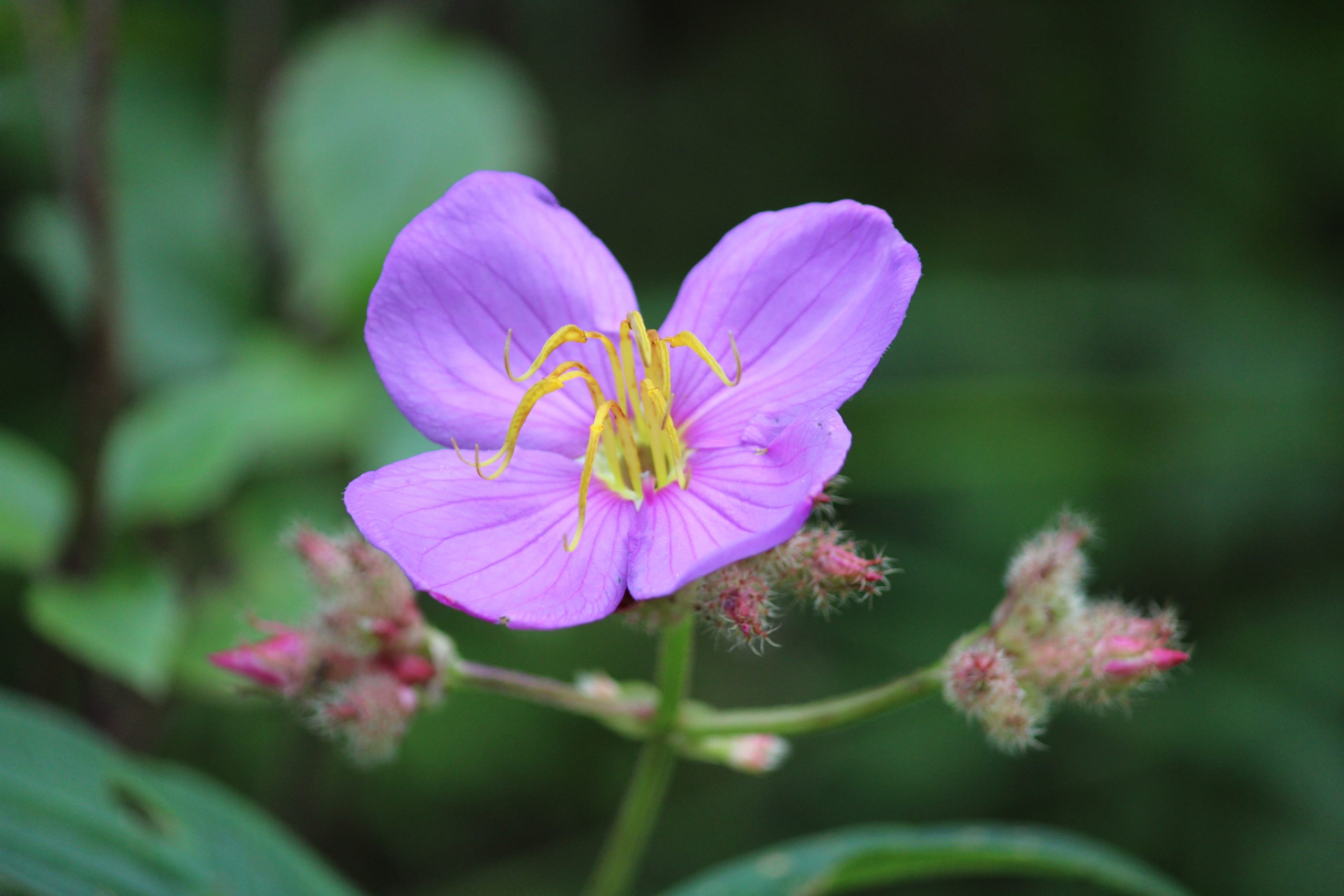 A purple flower