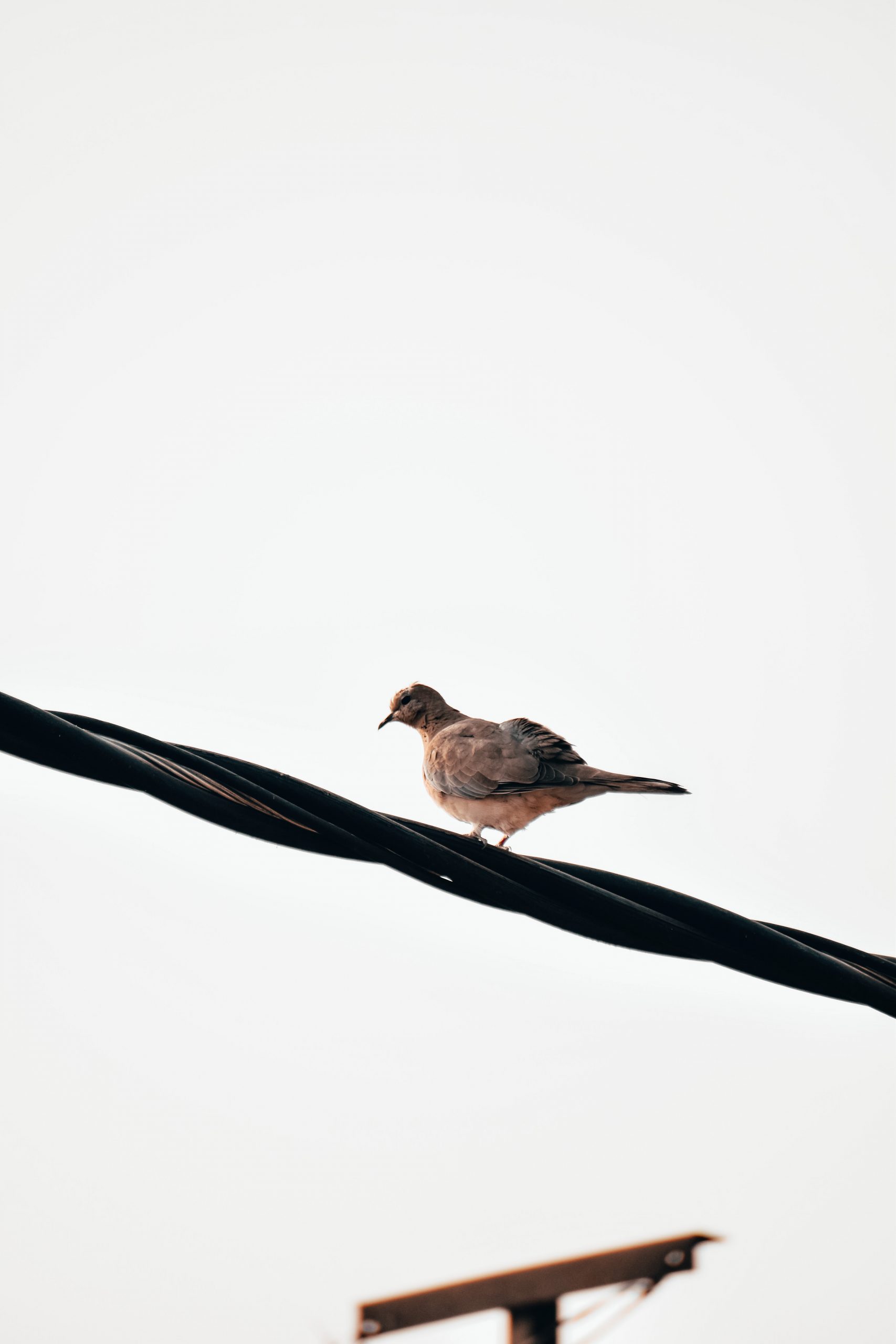 Bird Sitting on Wire
