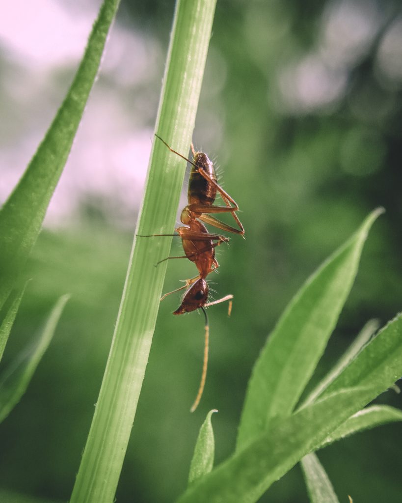 A red ant - PixaHive