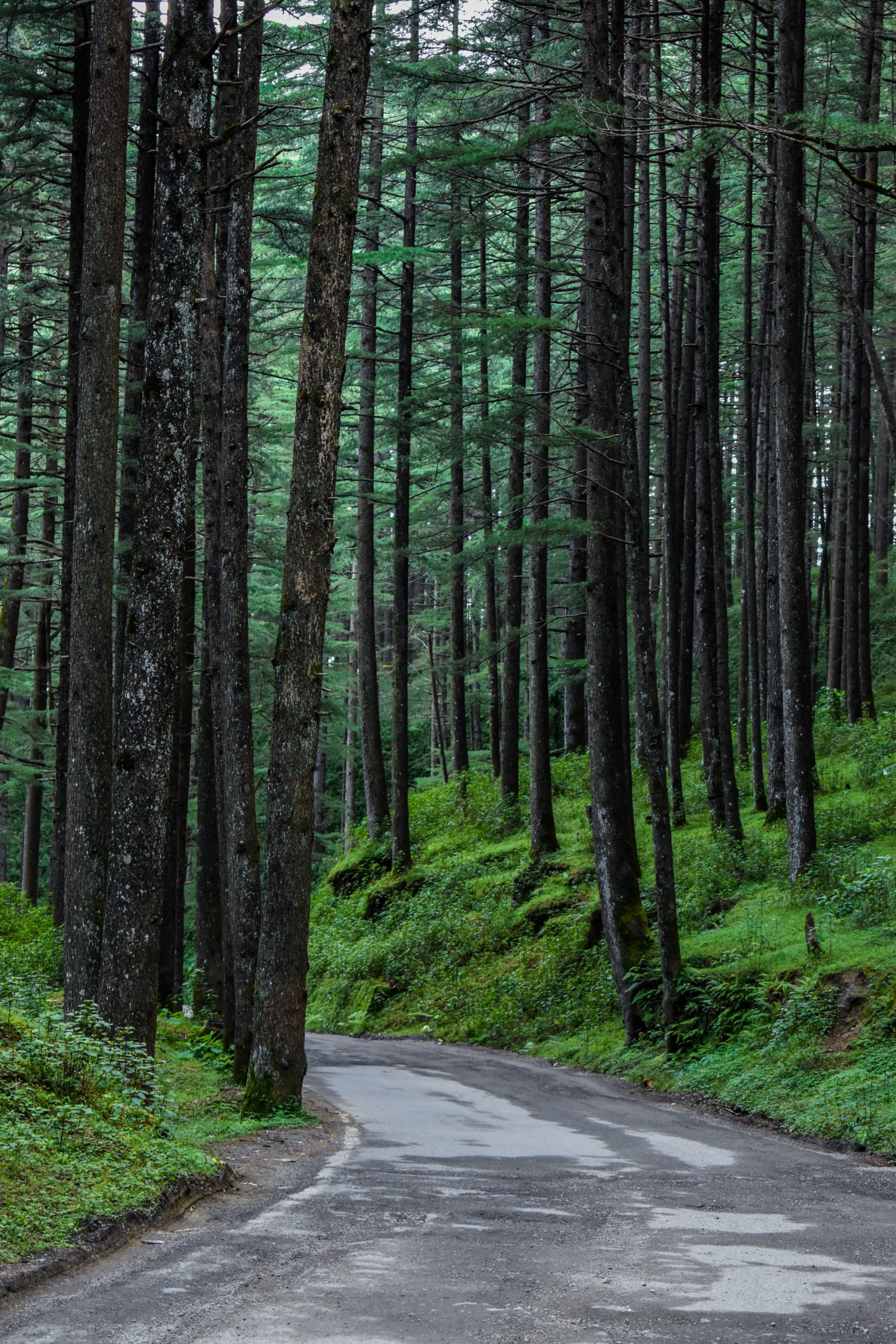 A road in a jungle