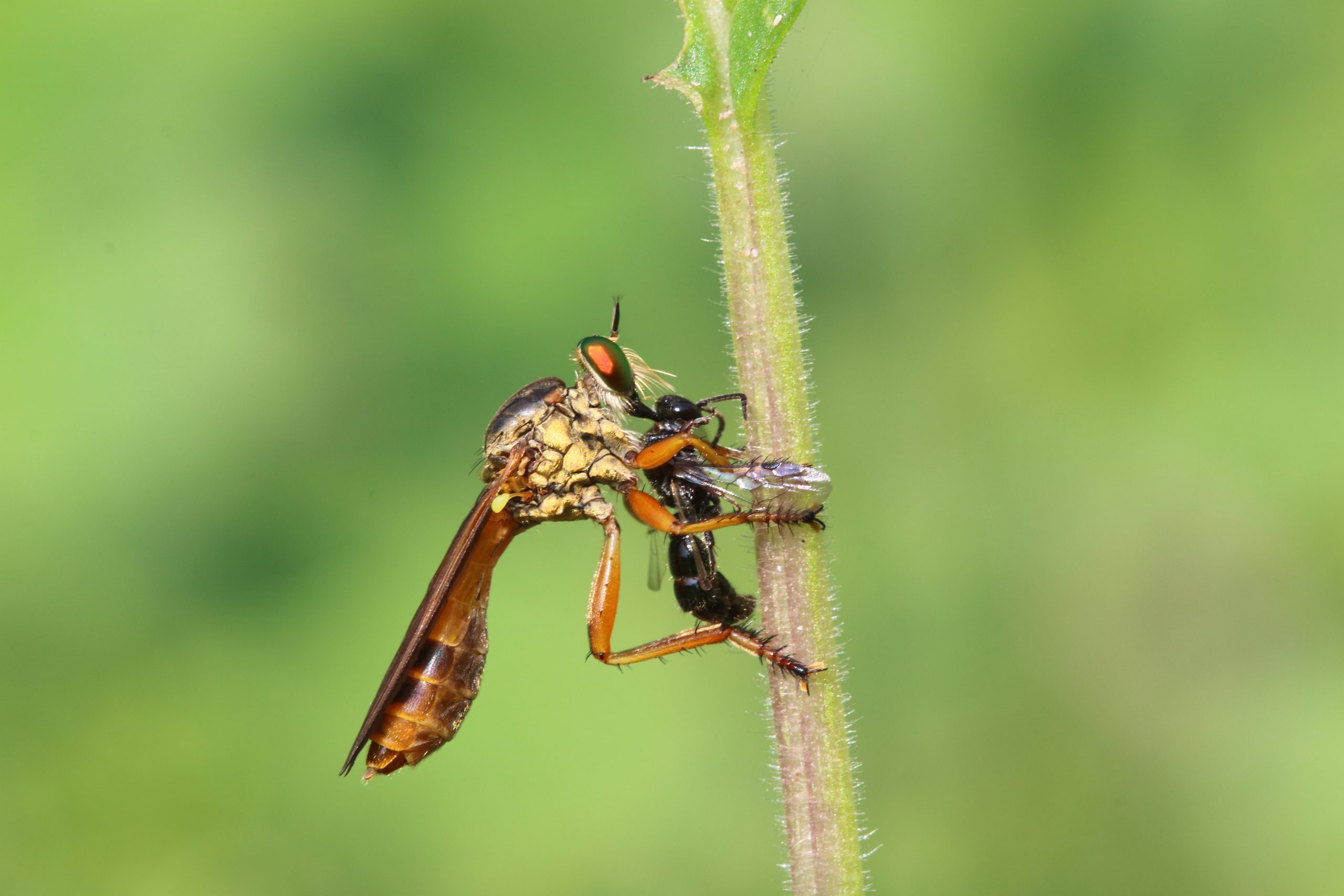 A robberfly hunting an insect