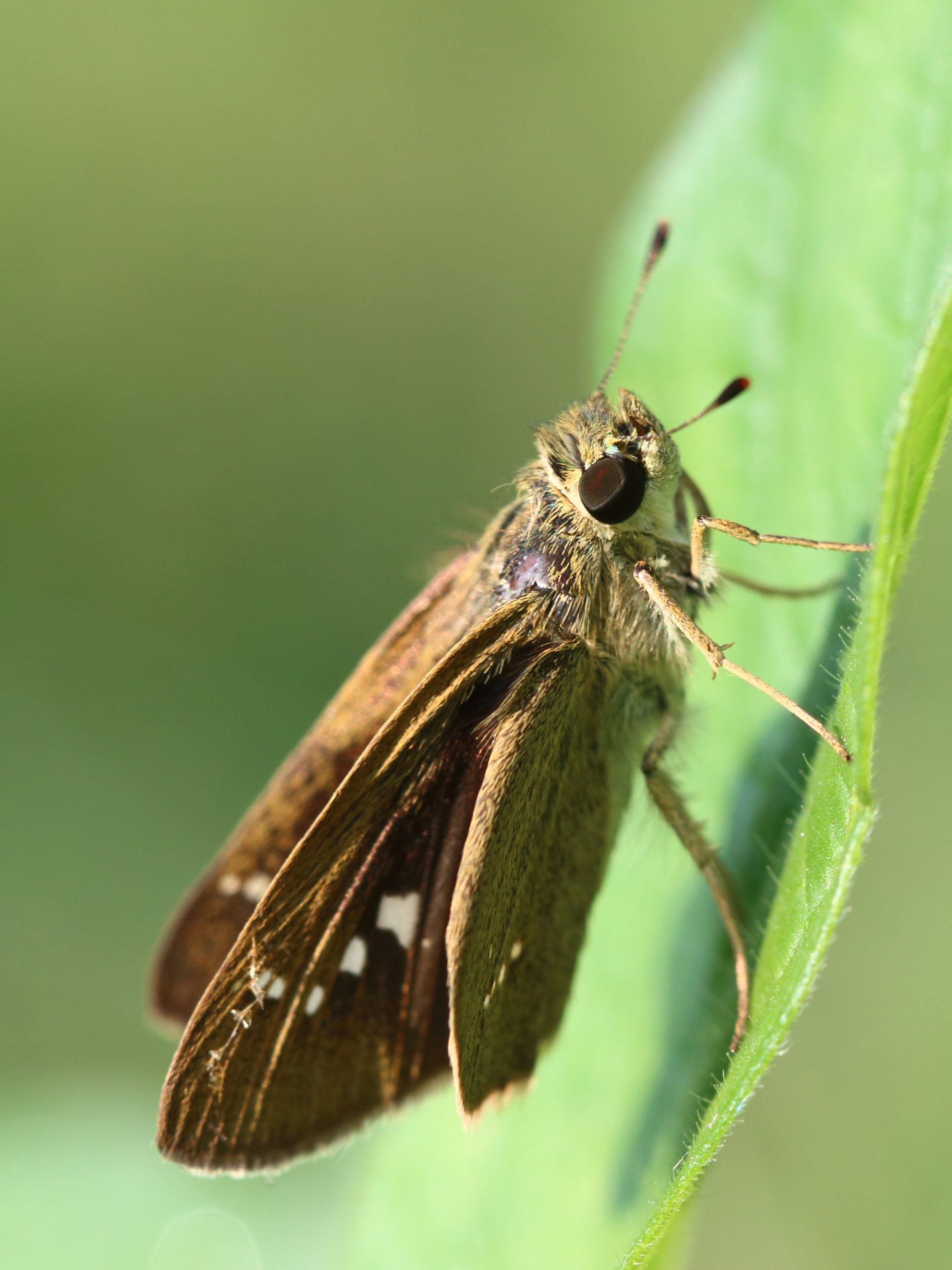 A skipper butterfly