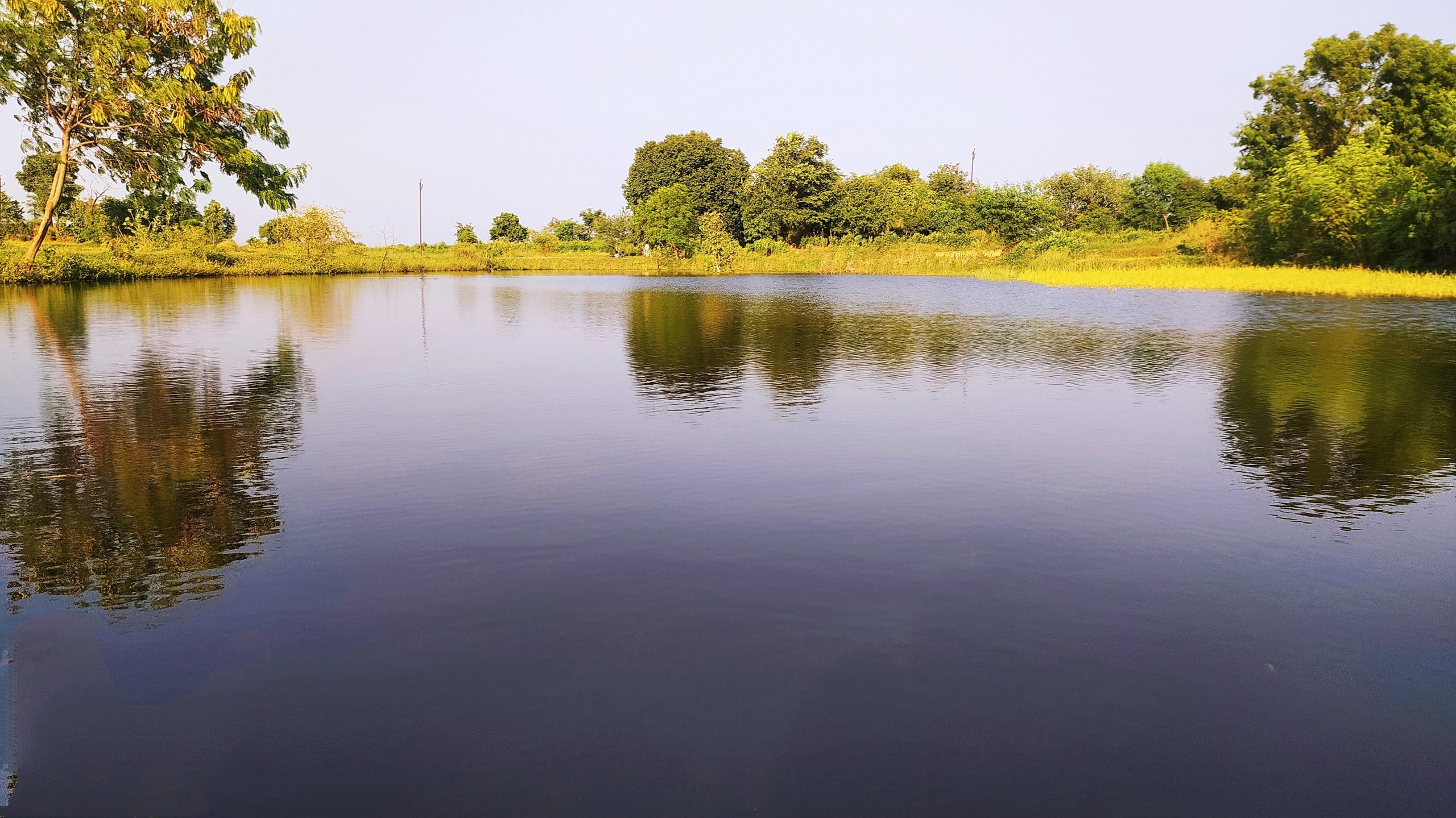 Calm water of a pond