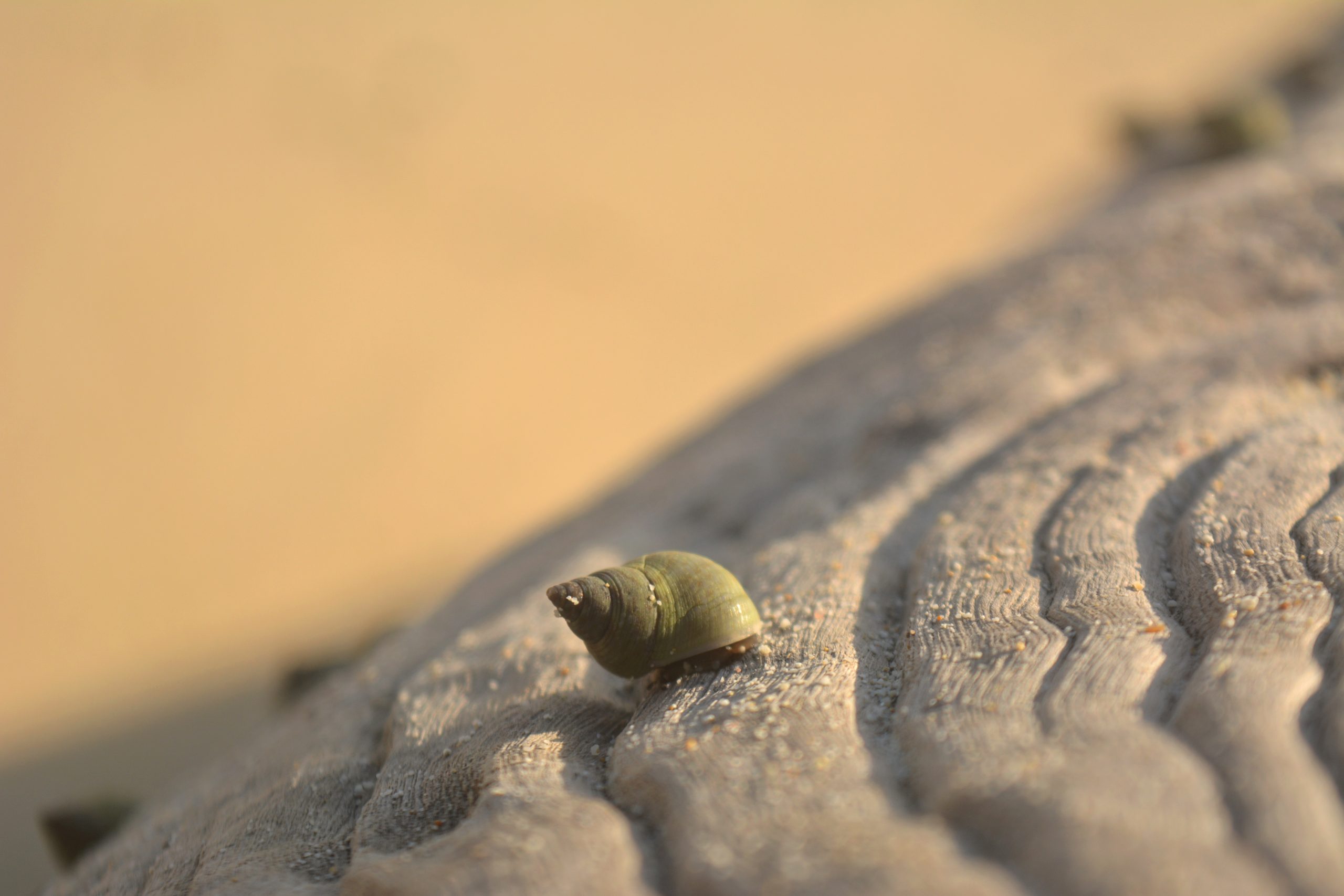 A small sea shell