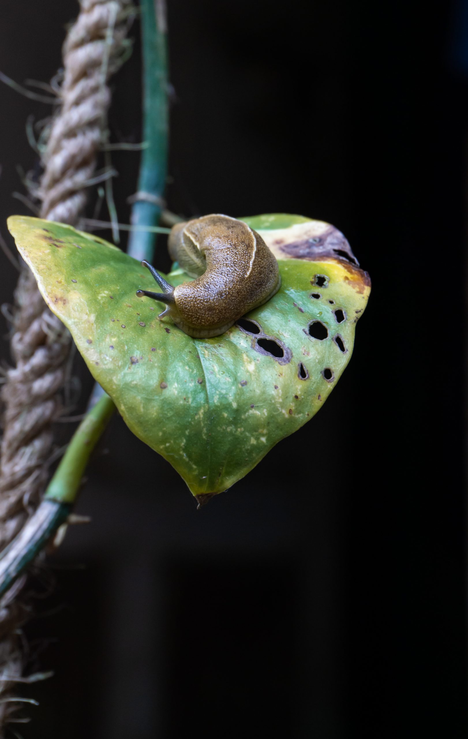 Snail on leaf