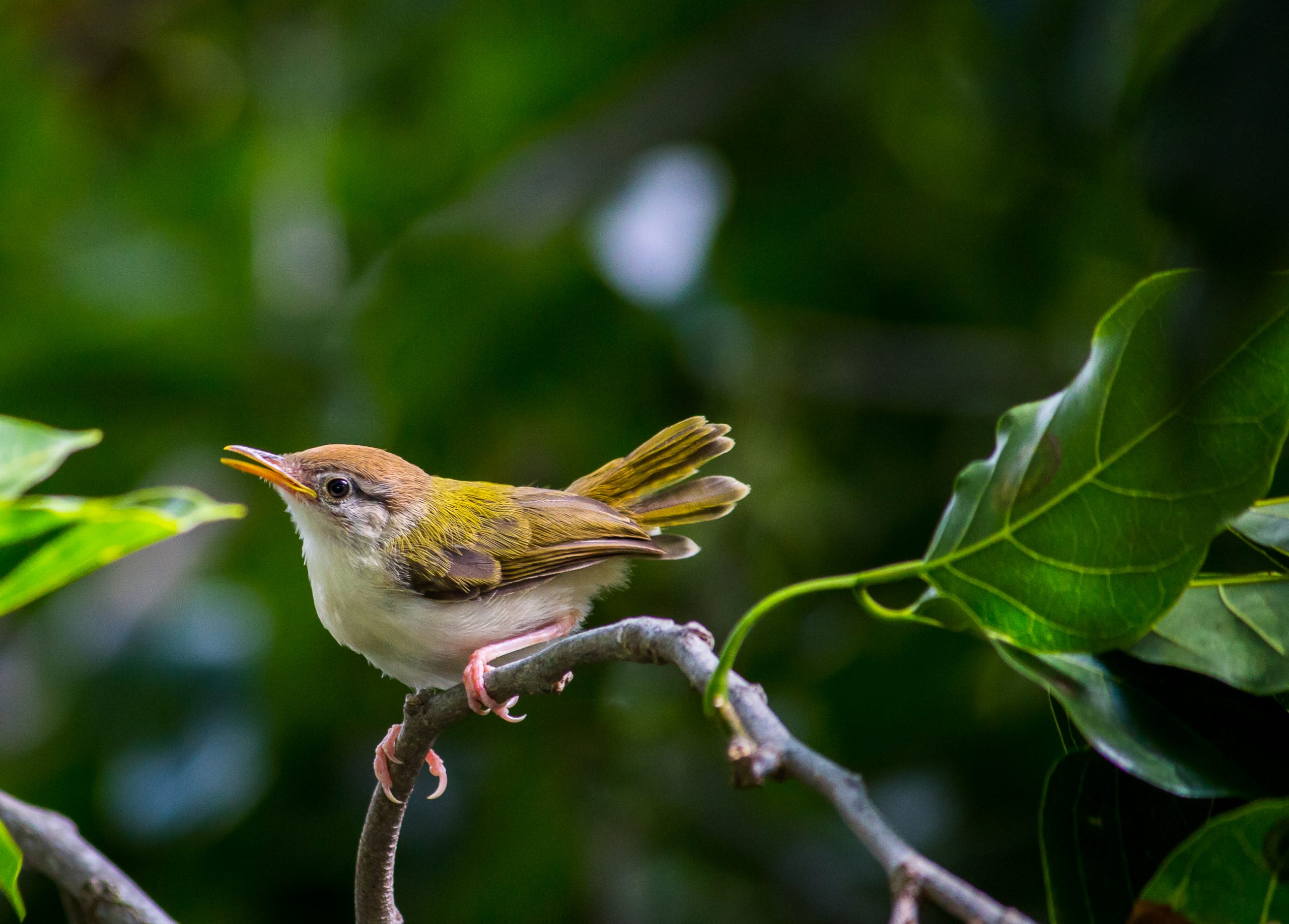 A songbird on a branch