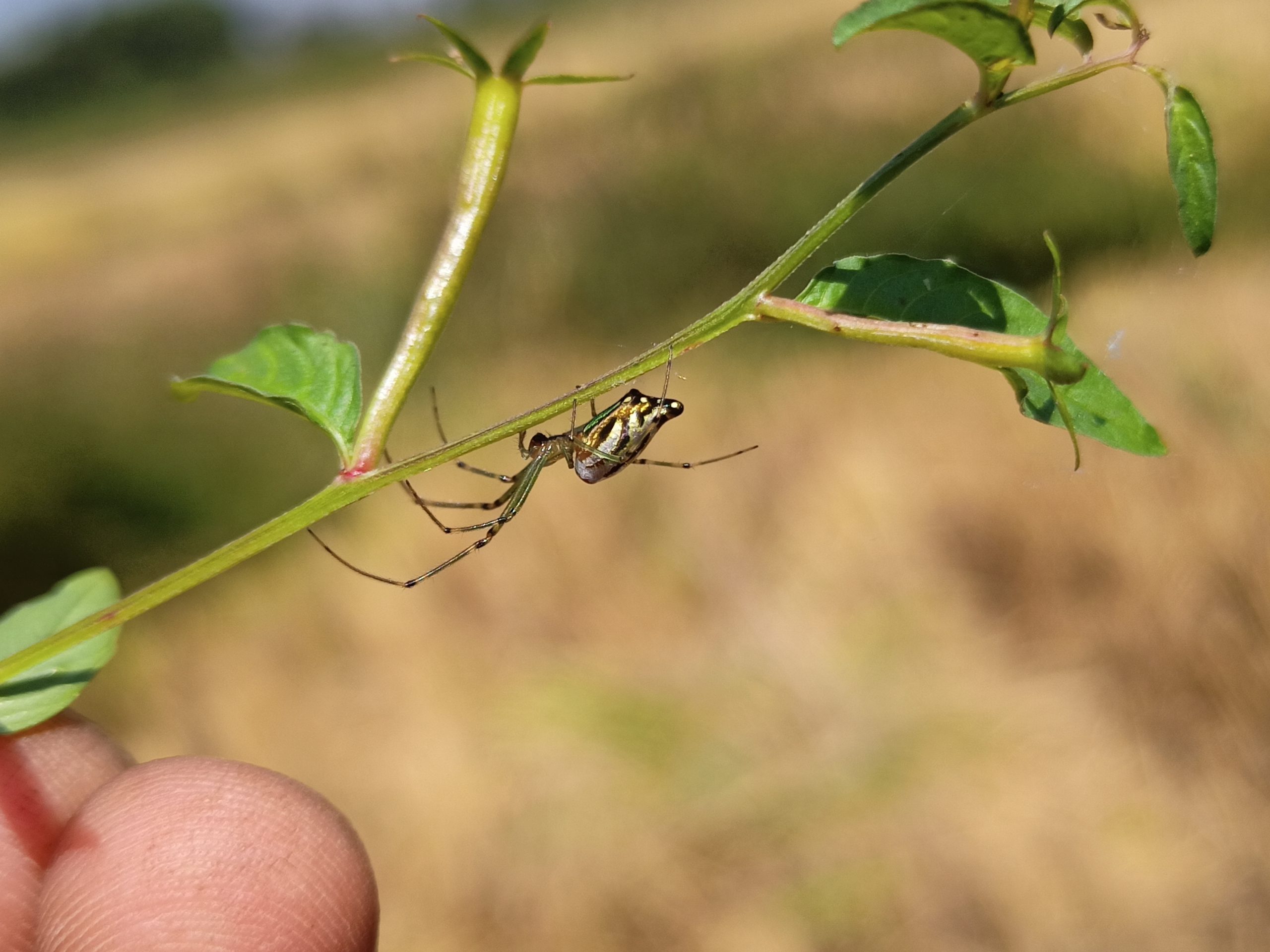 A spider on a plant