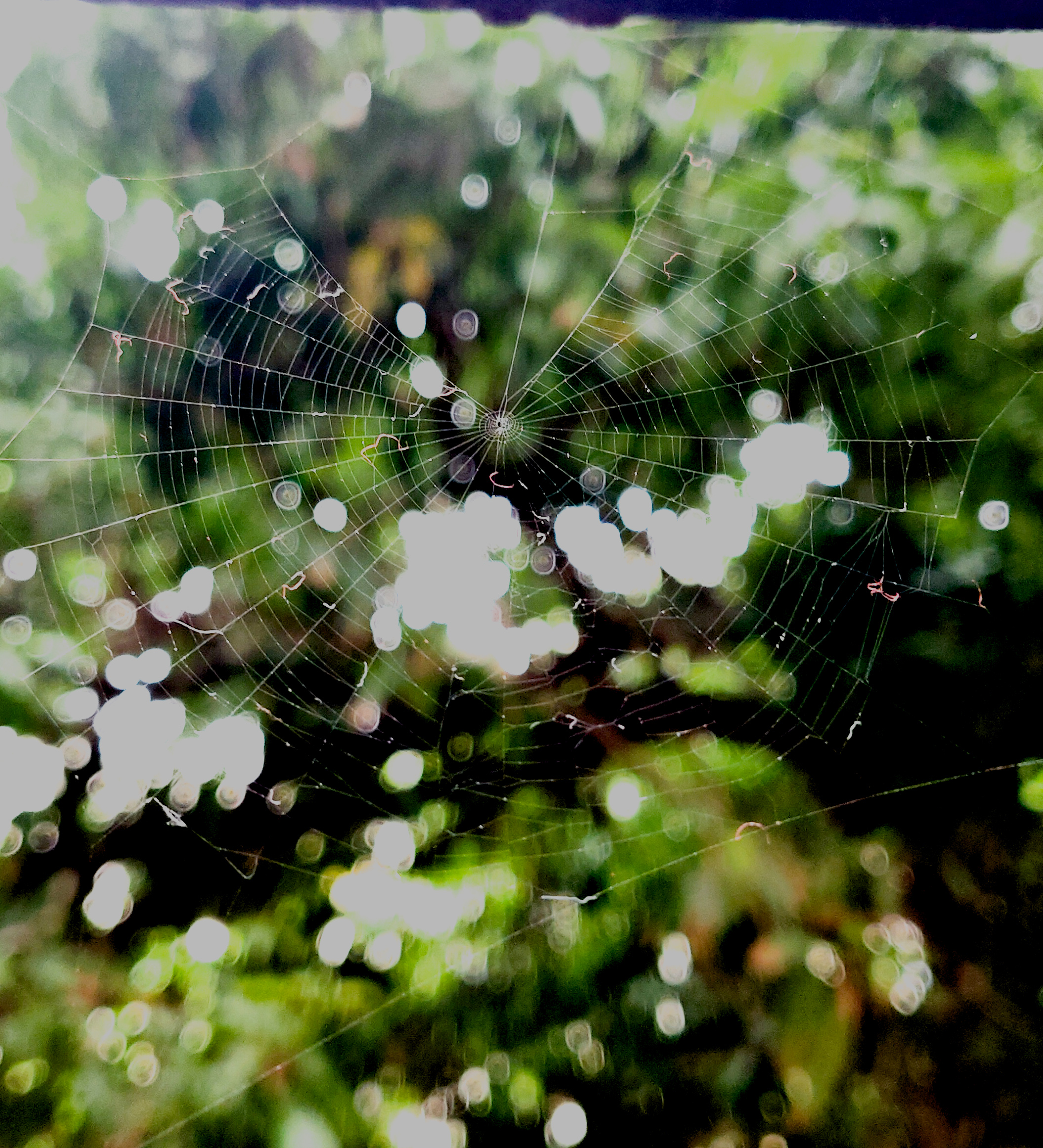 A spider web