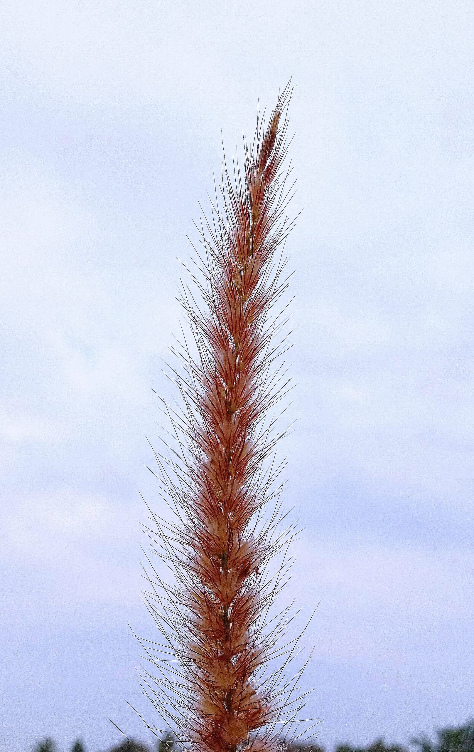 A straw of fountain grass